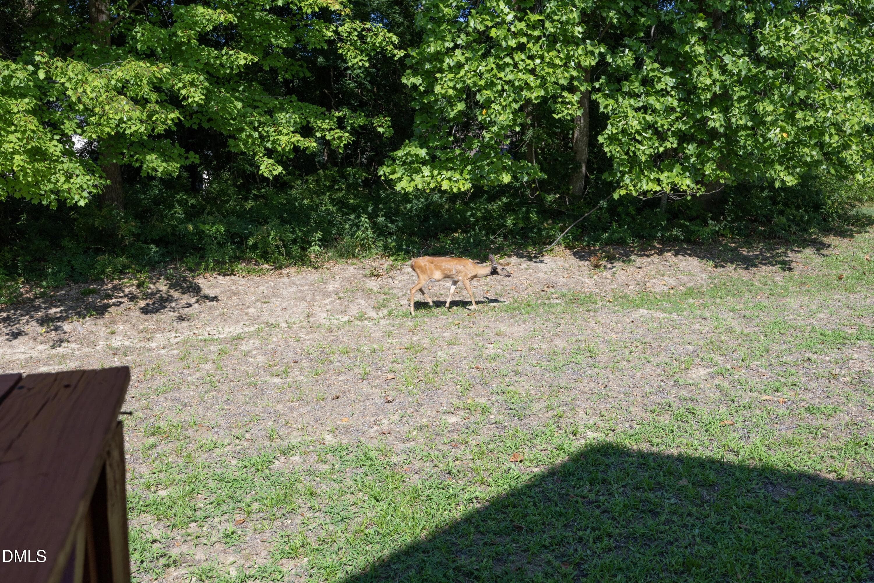 3208 Rockford Back Yard Wildlife Visit N - 3208 Rockford Road, Durham, NC 27713, Durham