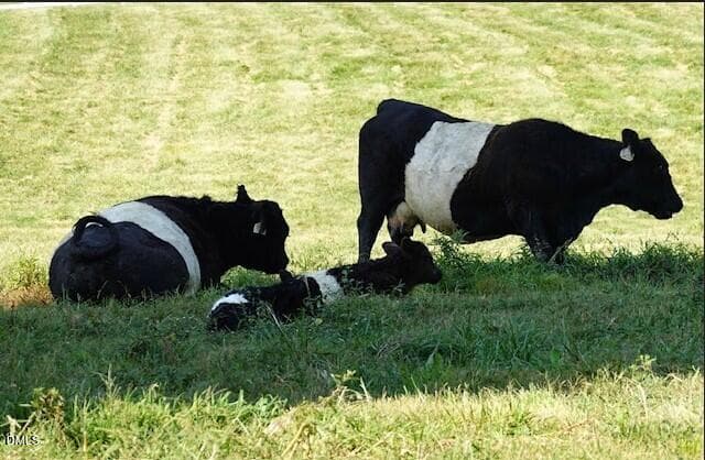 Fearrington Cows - 4235 Henderson Place, Pittsboro, NC 27312