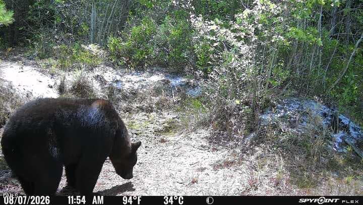 Trail Cam - 0000 Autrytown Road, Elizabethtown, NC 28337