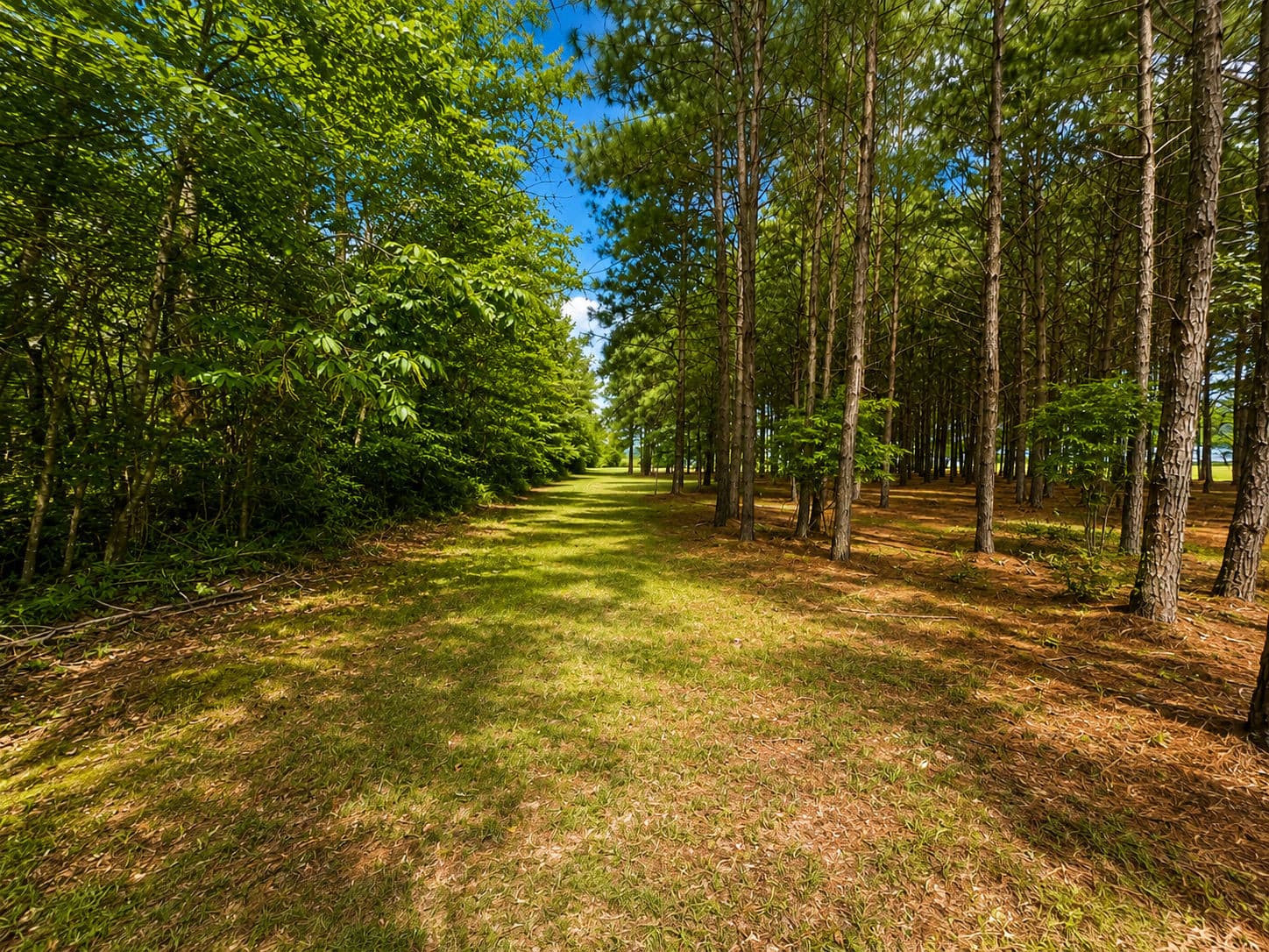 5FDB65E8-0491-4A18-8976-FEE1246BF1F5.png - 28 Bunn Road, Kenly, NC 27542
