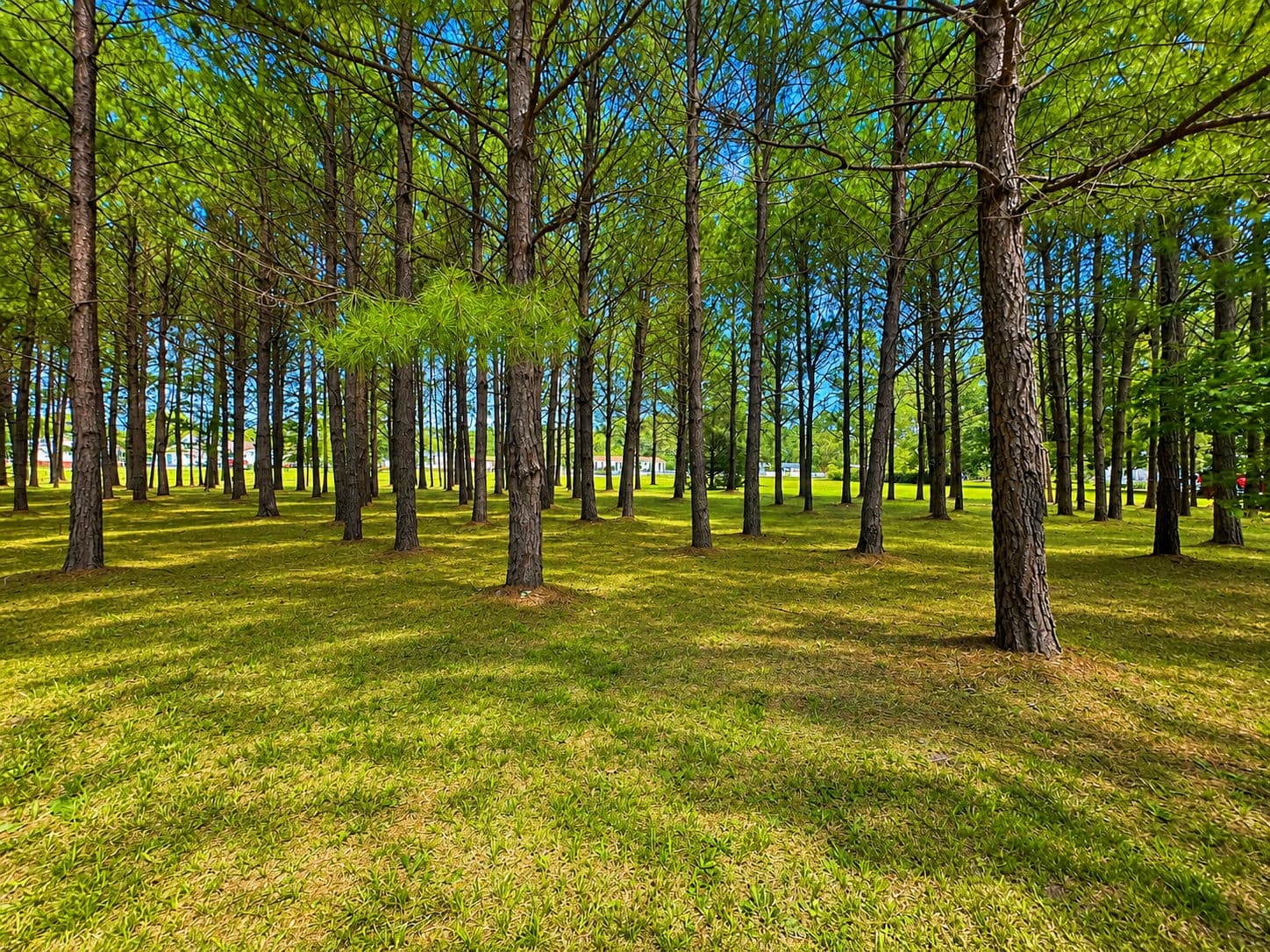 DB687185-E2F8-4A07-B6C0-1FB763238B64.png - 28 Bunn Road, Kenly, NC 27542