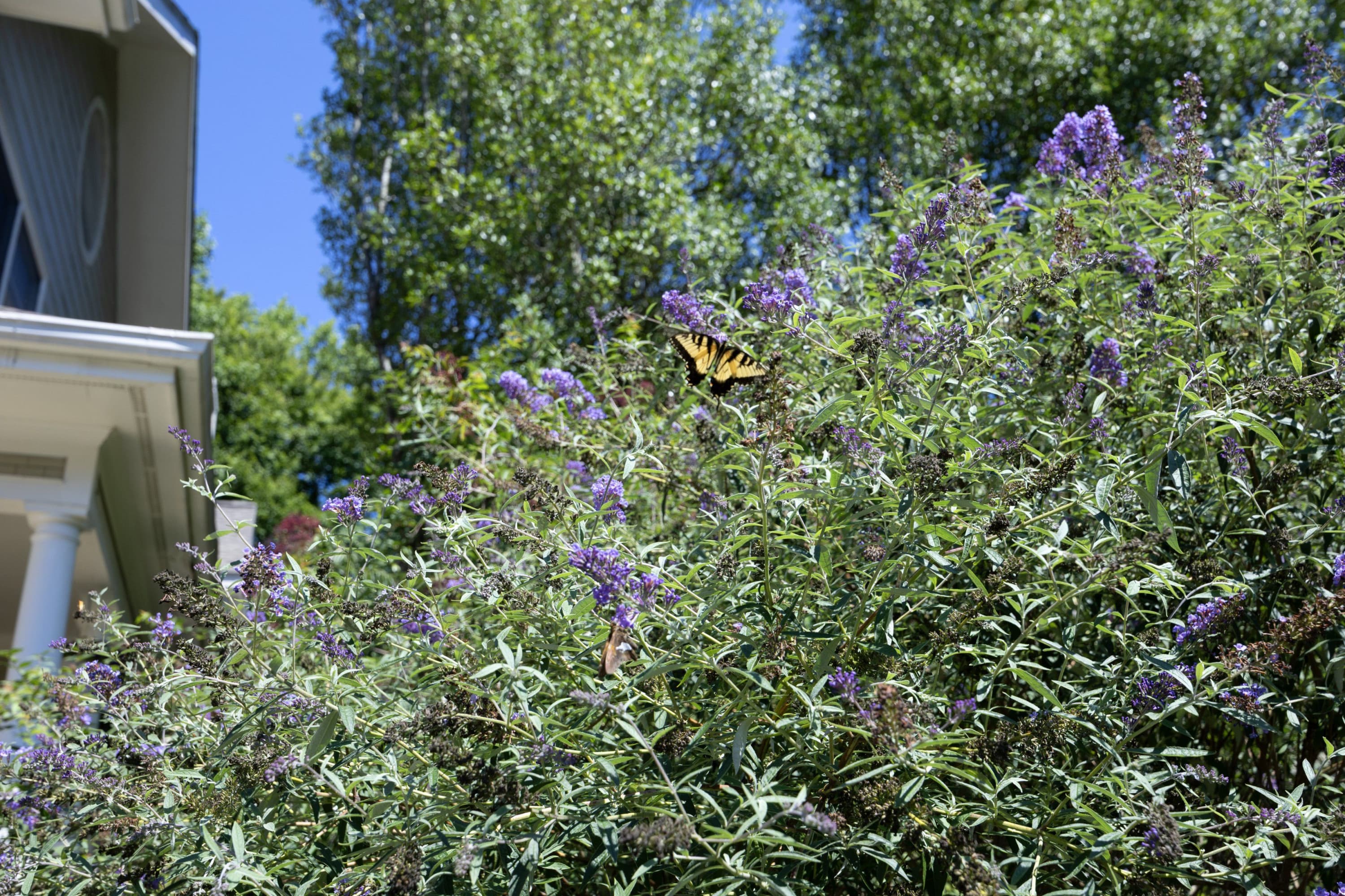 02Butterfly.jpg - 208 W Columbia Place W, Chapel Hill, NC 27516, Chapel Hill