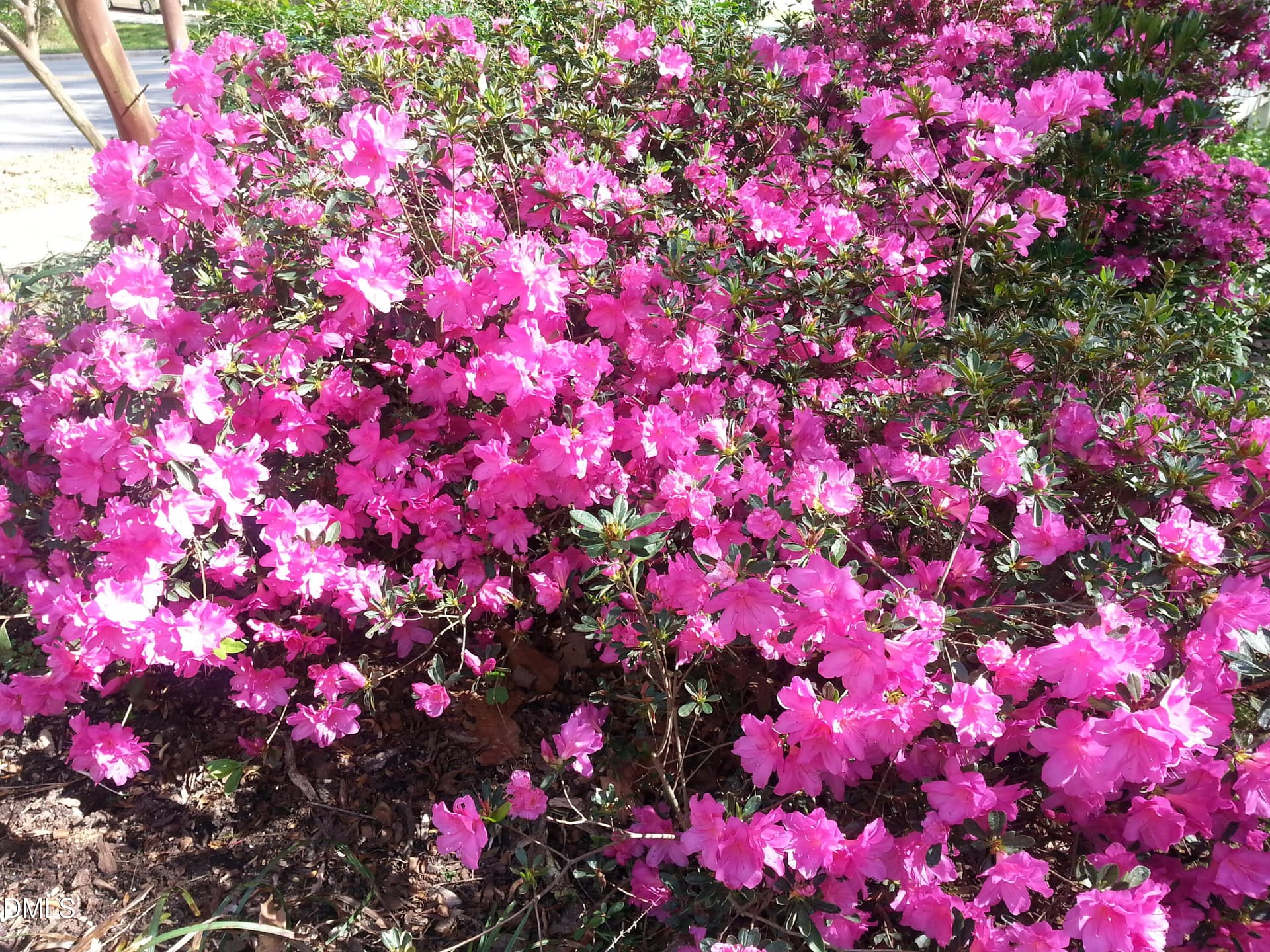 LP flowering shrub.jpg - 1502 Lake Pine Drive, Cary, NC 27511