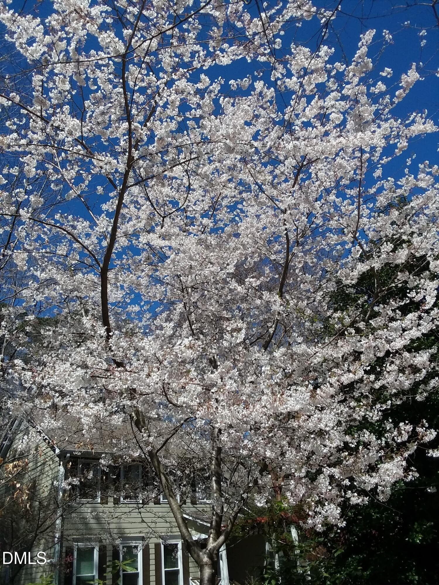 LP flowering white tree.jpg - 1502 Lake Pine Drive, Cary, NC 27511