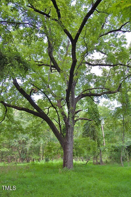 DSC_0758 - 0 Buckhorn Road, Bullock, NC 27507