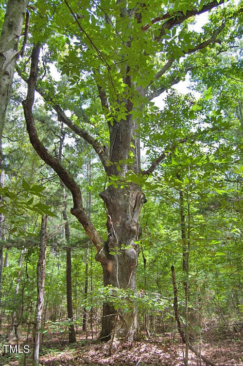 DSC_0766 - 0 Buckhorn Road, Bullock, NC 27507