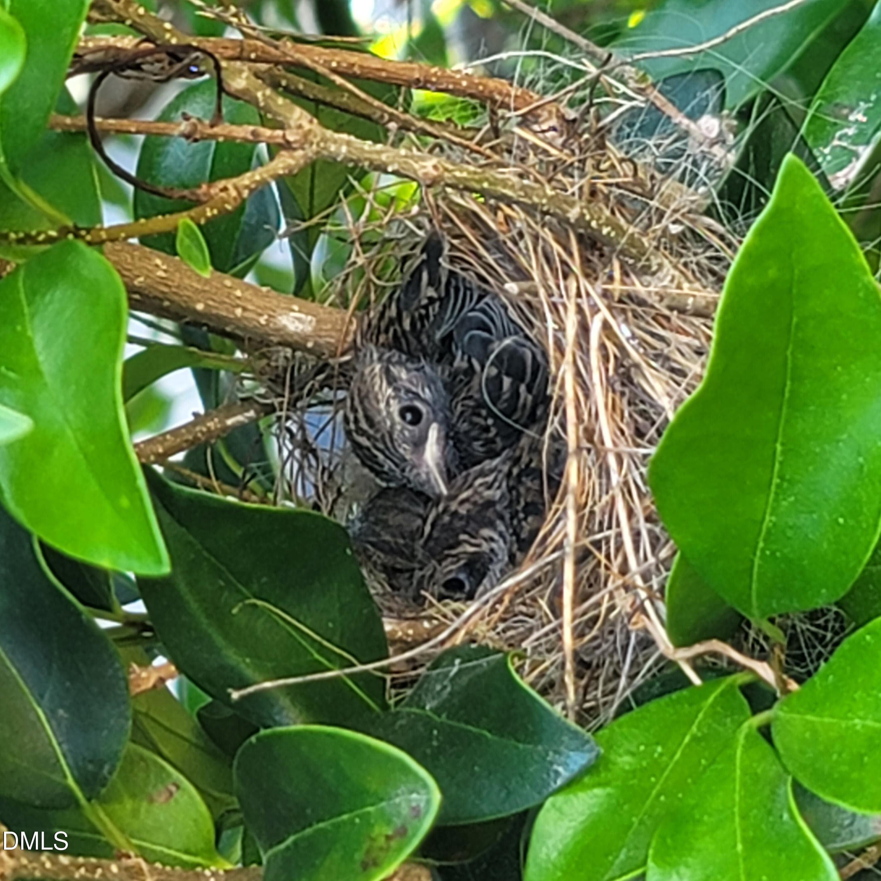 baby bird nest - 136 Kenneth Lane, Willow Springs, NC 27592, Willow Springs