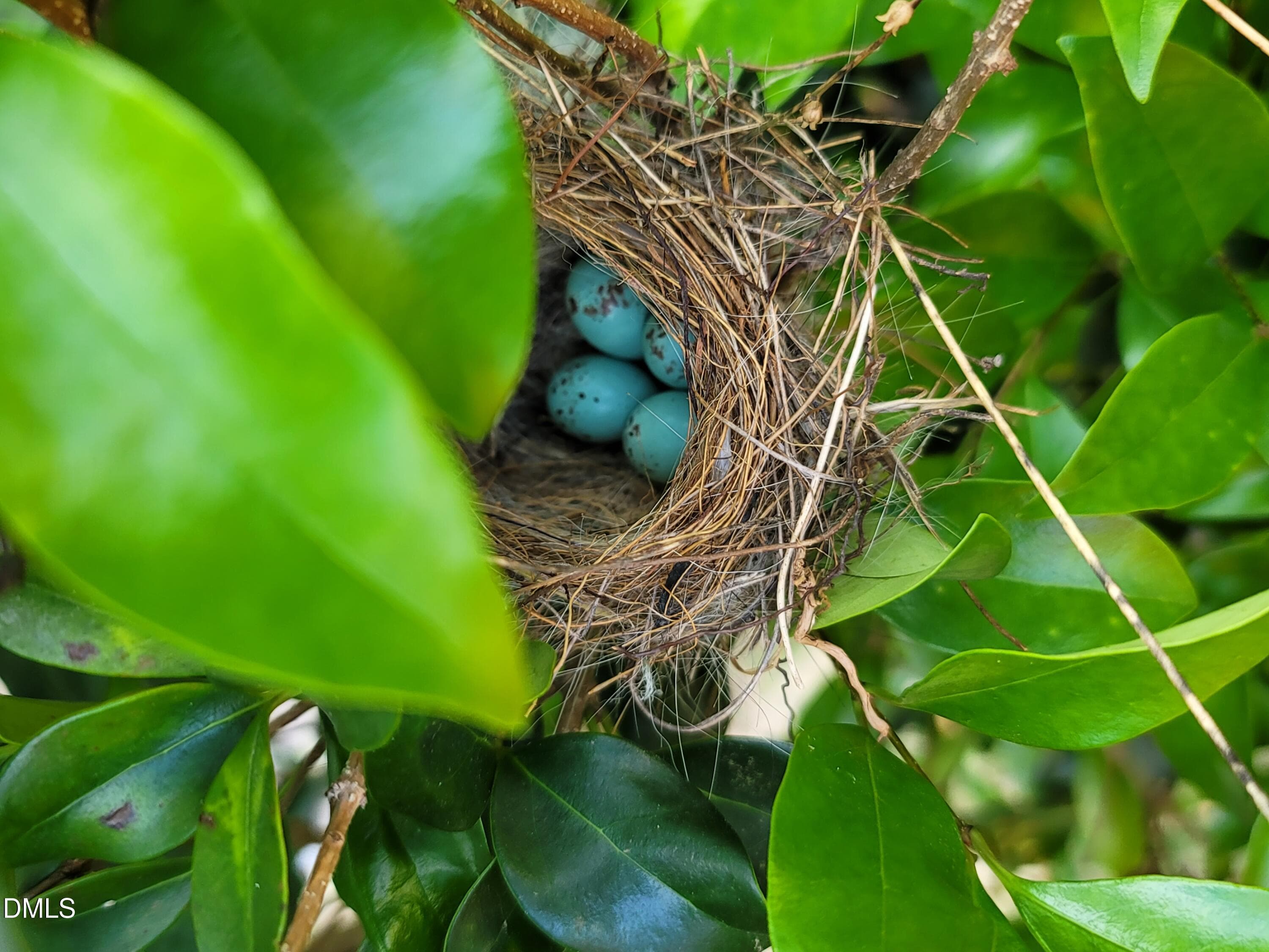 blue eggs - 136 Kenneth Lane, Willow Springs, NC 27592, Willow Springs
