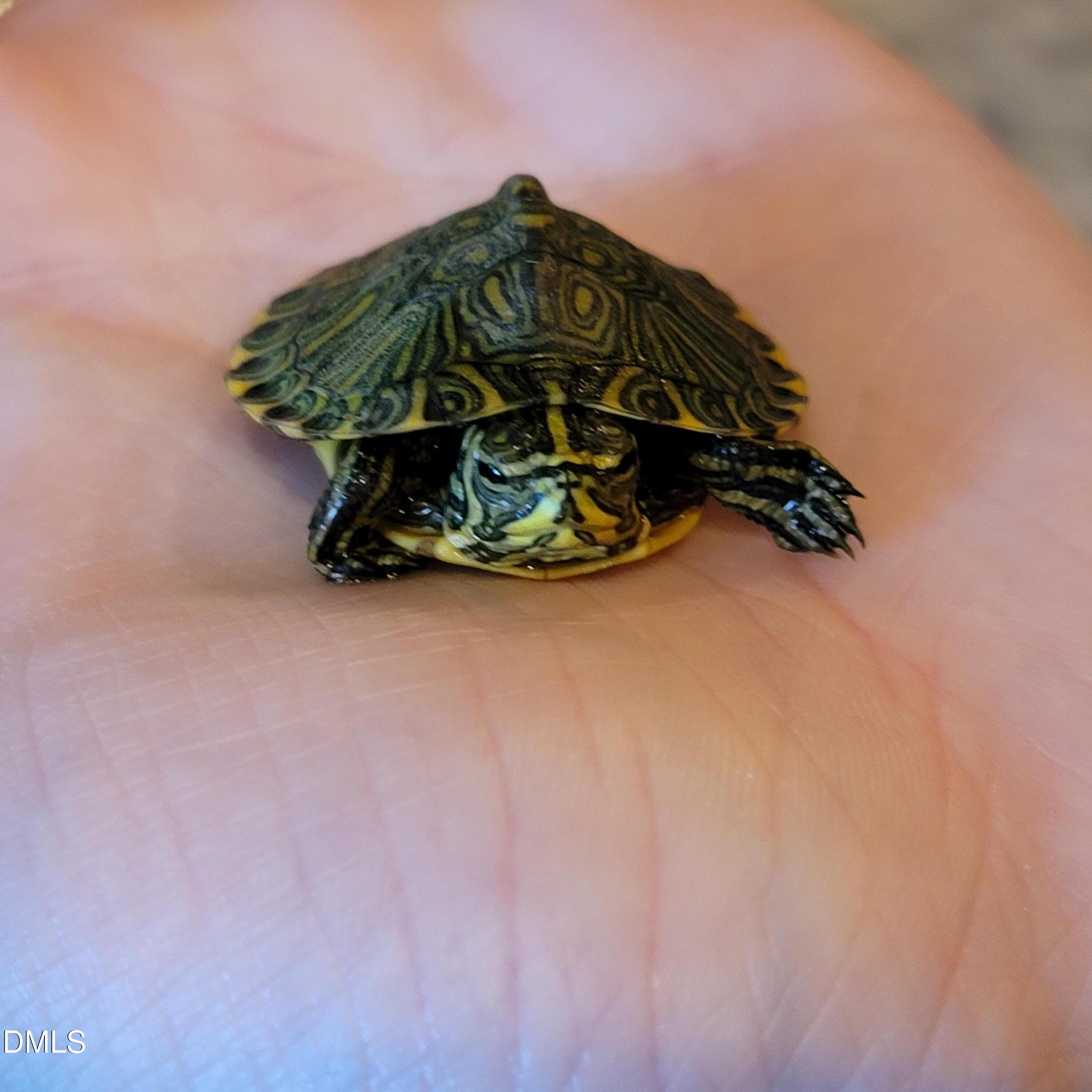 baby turtle - 136 Kenneth Lane, Willow Springs, NC 27592, Willow Springs