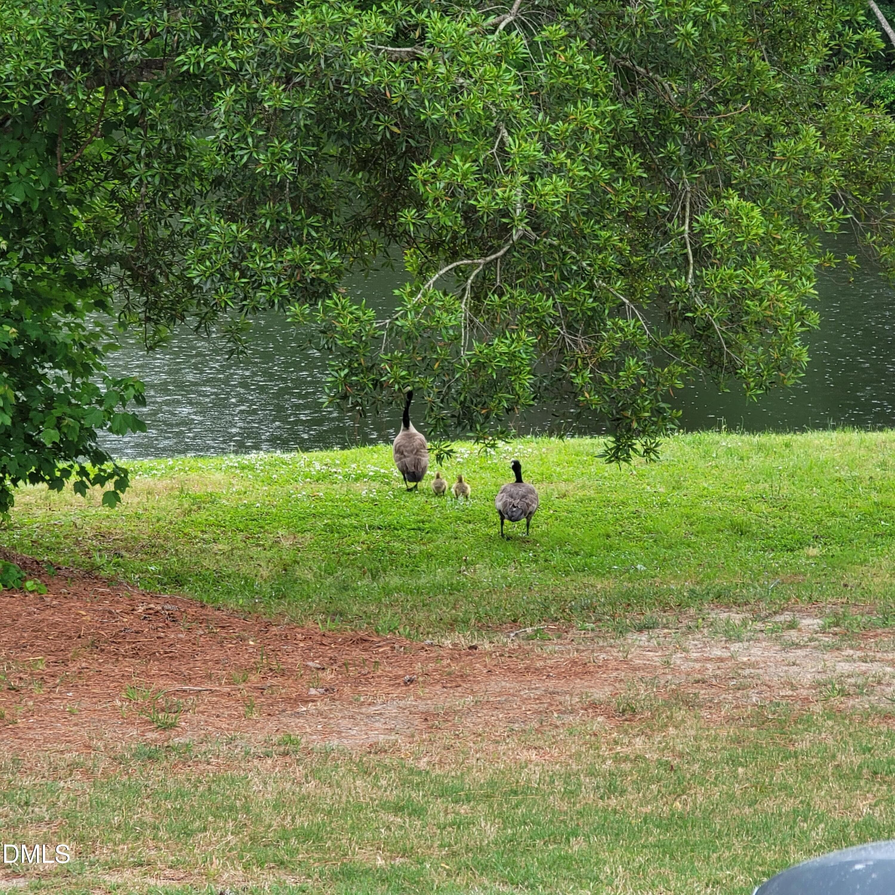 pond ducks - 136 Kenneth Lane, Willow Springs, NC 27592, Willow Springs