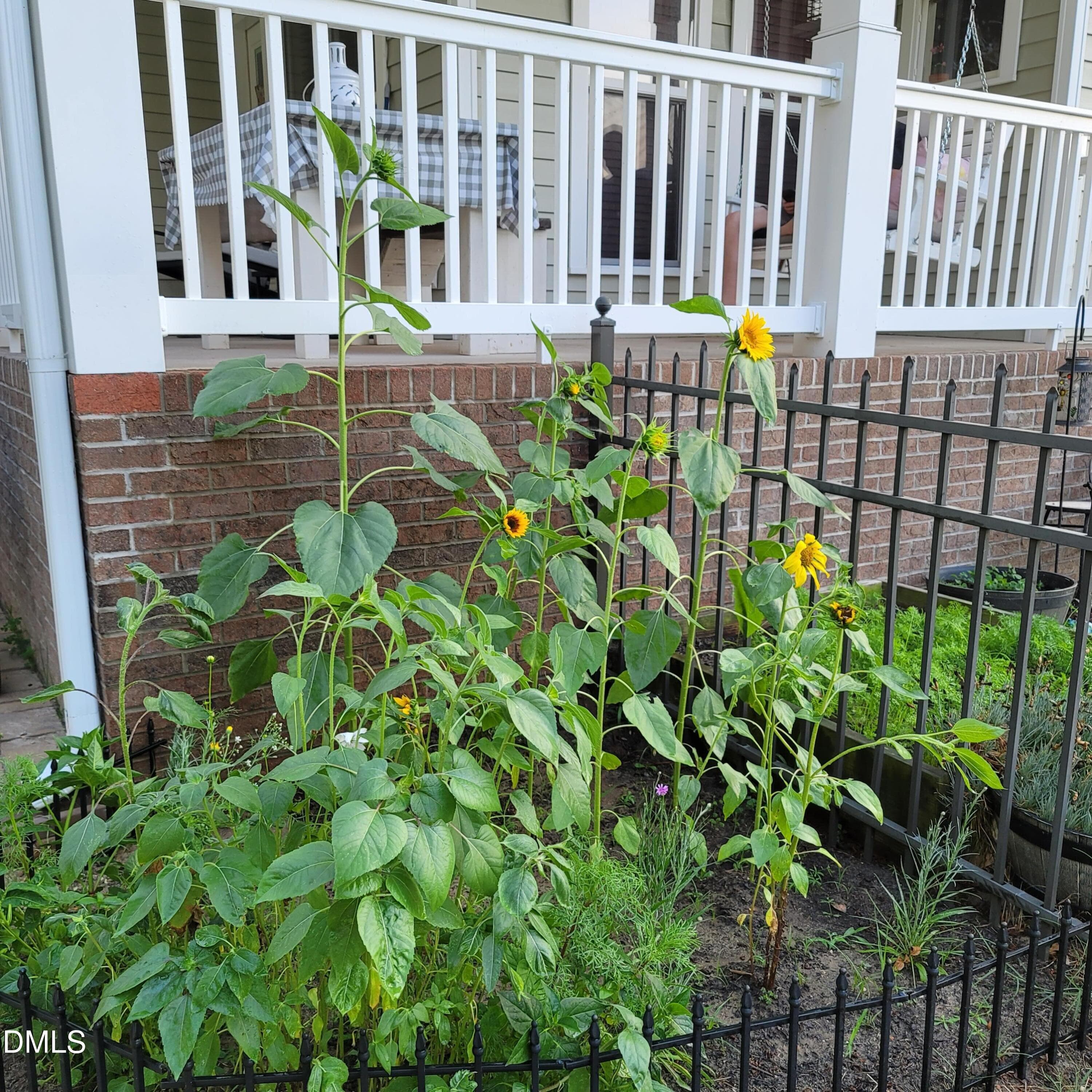 sunflowers - 136 Kenneth Lane, Willow Springs, NC 27592, Willow Springs