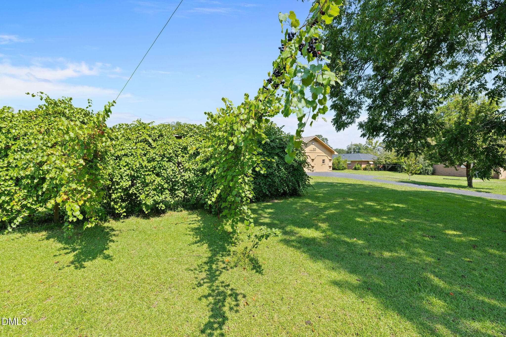 Backyard Grapevines - 303 N Lincoln Street, Benson, NC 27504, Benson
