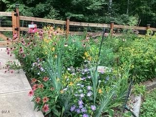Garden blooms - 384 Potluck Farm Road, Rougemont, NC 27572
