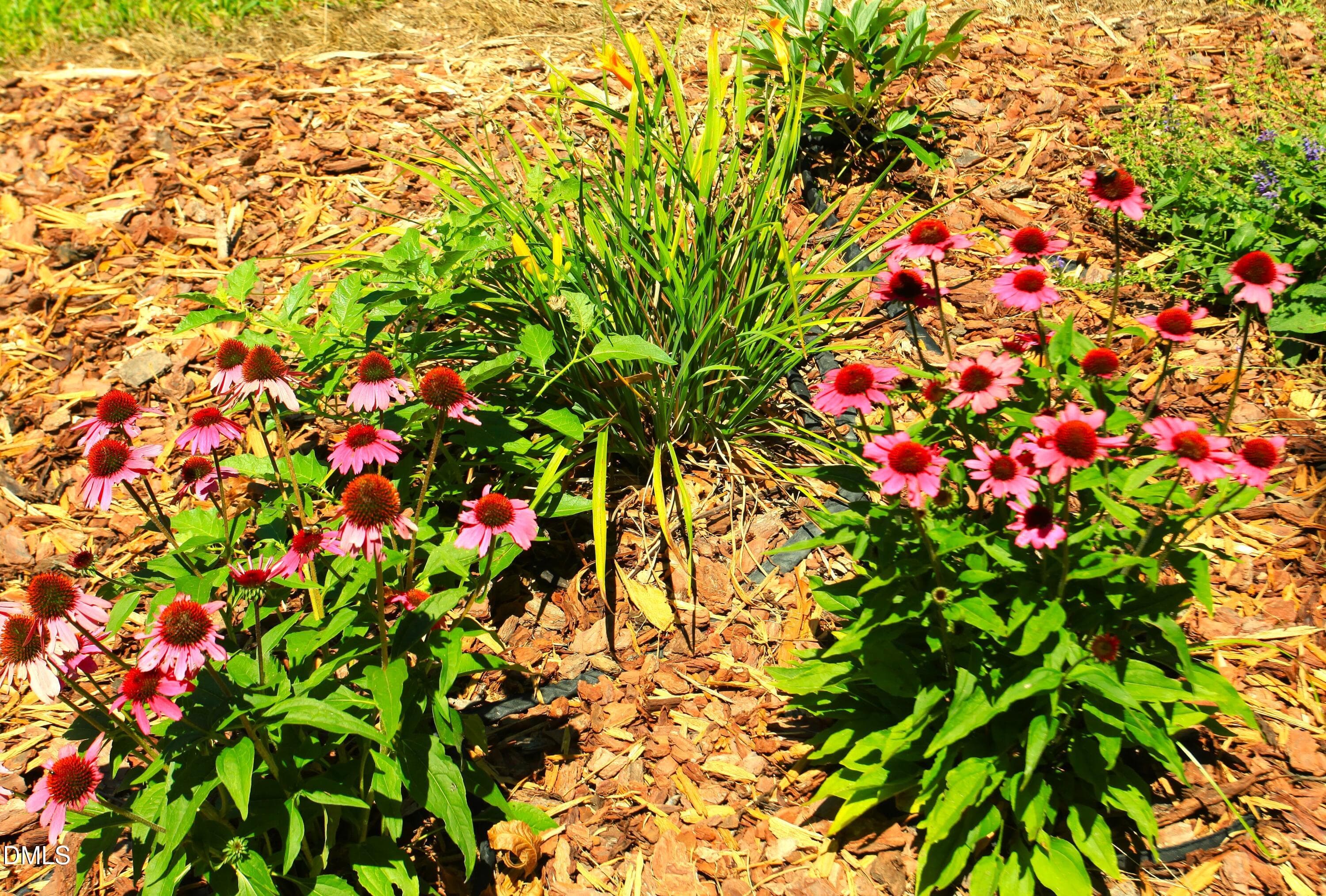 Cone flowers - 2351 Mount Pleasant Road, Willow Springs, NC 27592, Willow Springs