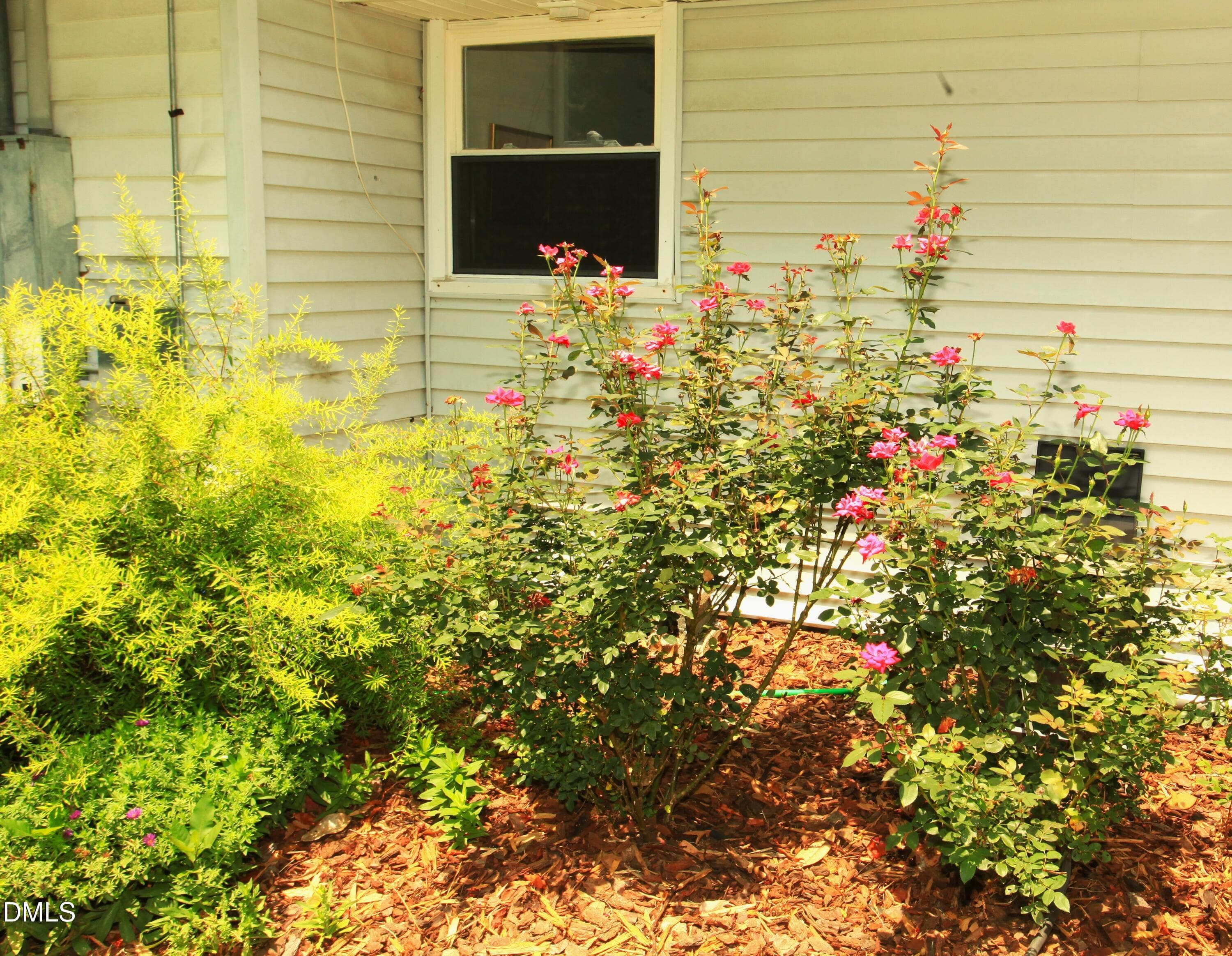 Rose bushes =close up - 2351 Mount Pleasant Road, Willow Springs, NC 27592, Willow Springs