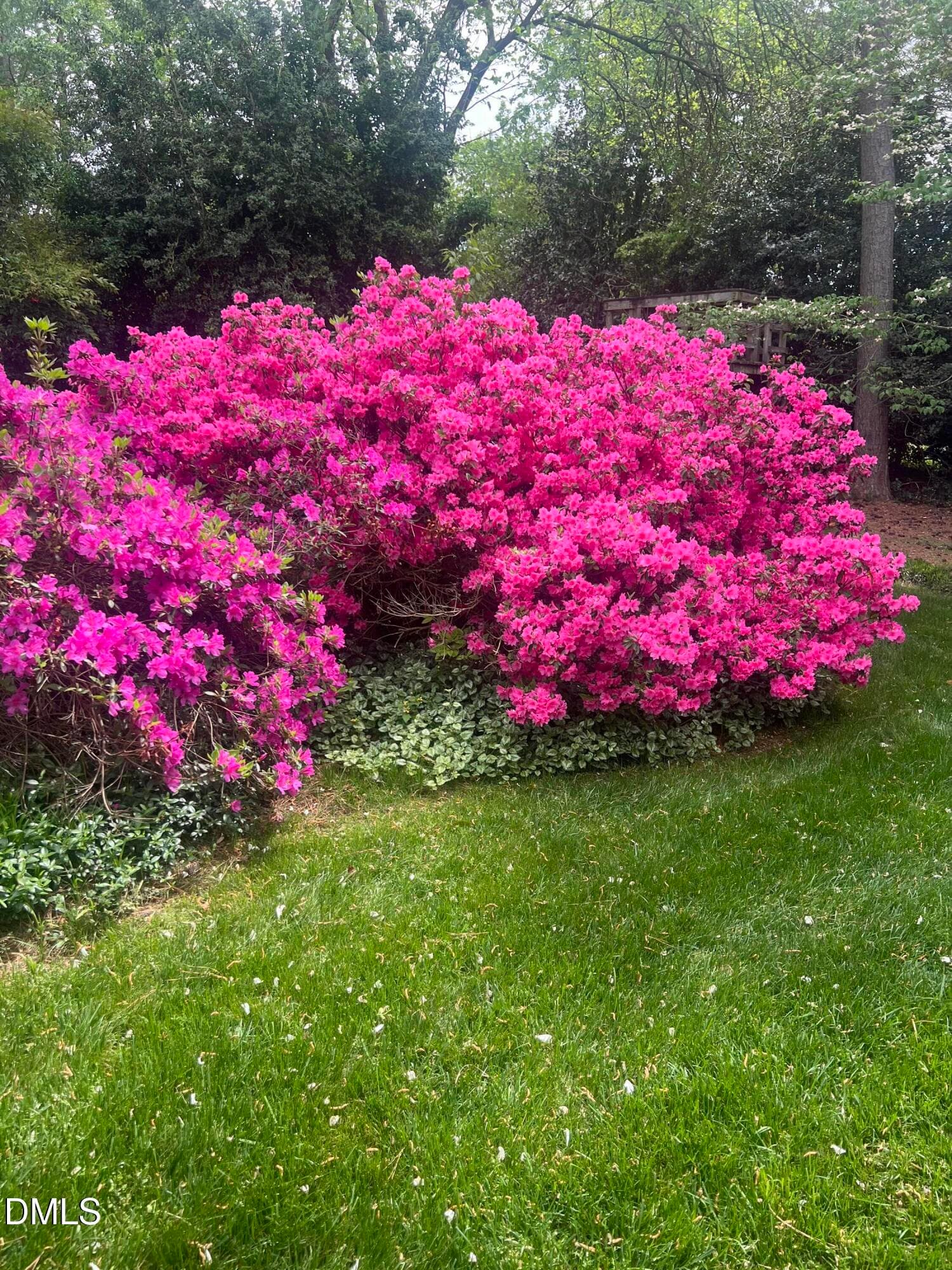Azalea Back Yard - 1014 Country Ridge Drive, Raleigh, NC 27609, Raleigh