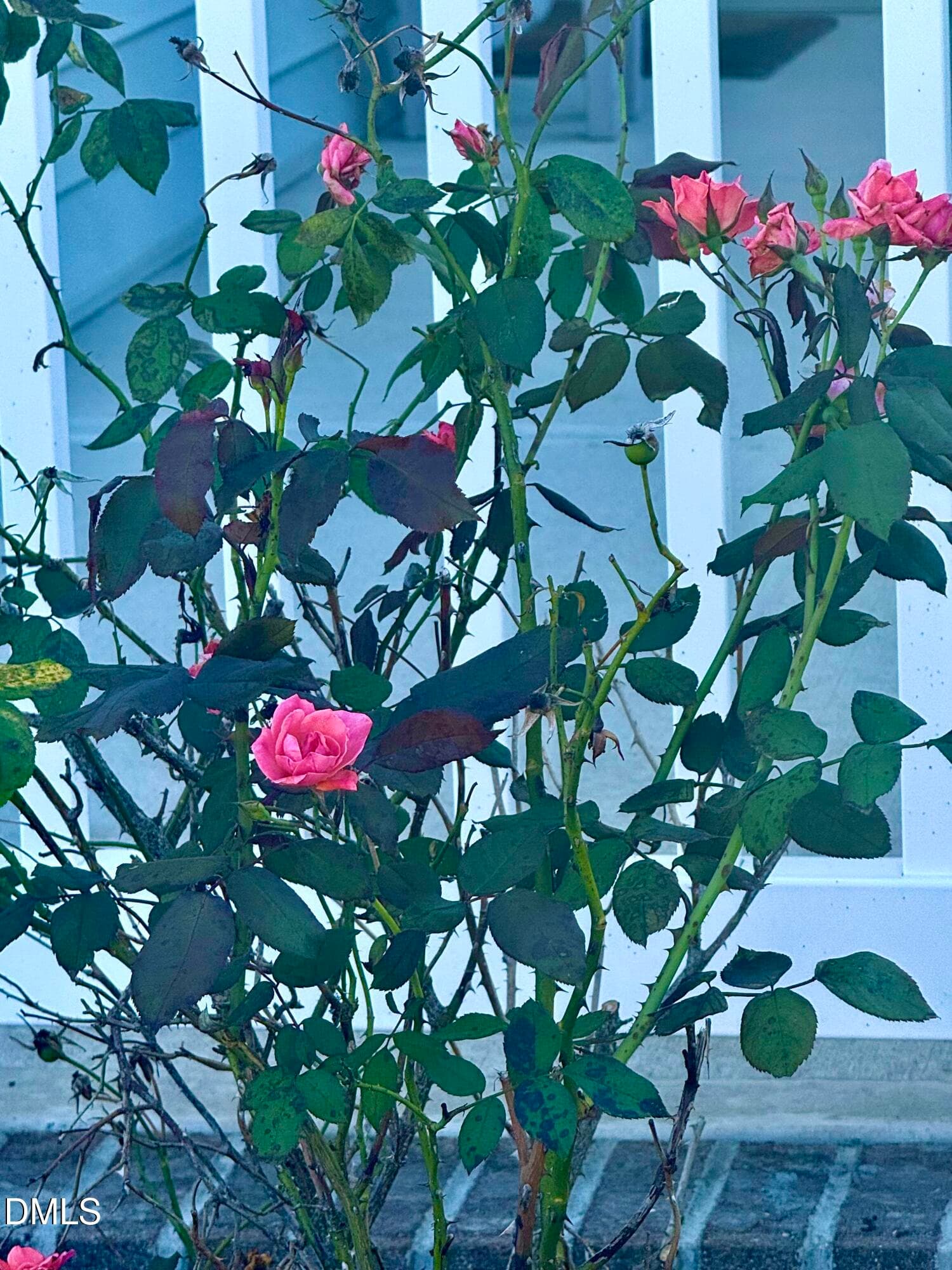pic roses 2 - 136 Kenneth Lane, Willow Springs, NC 27592