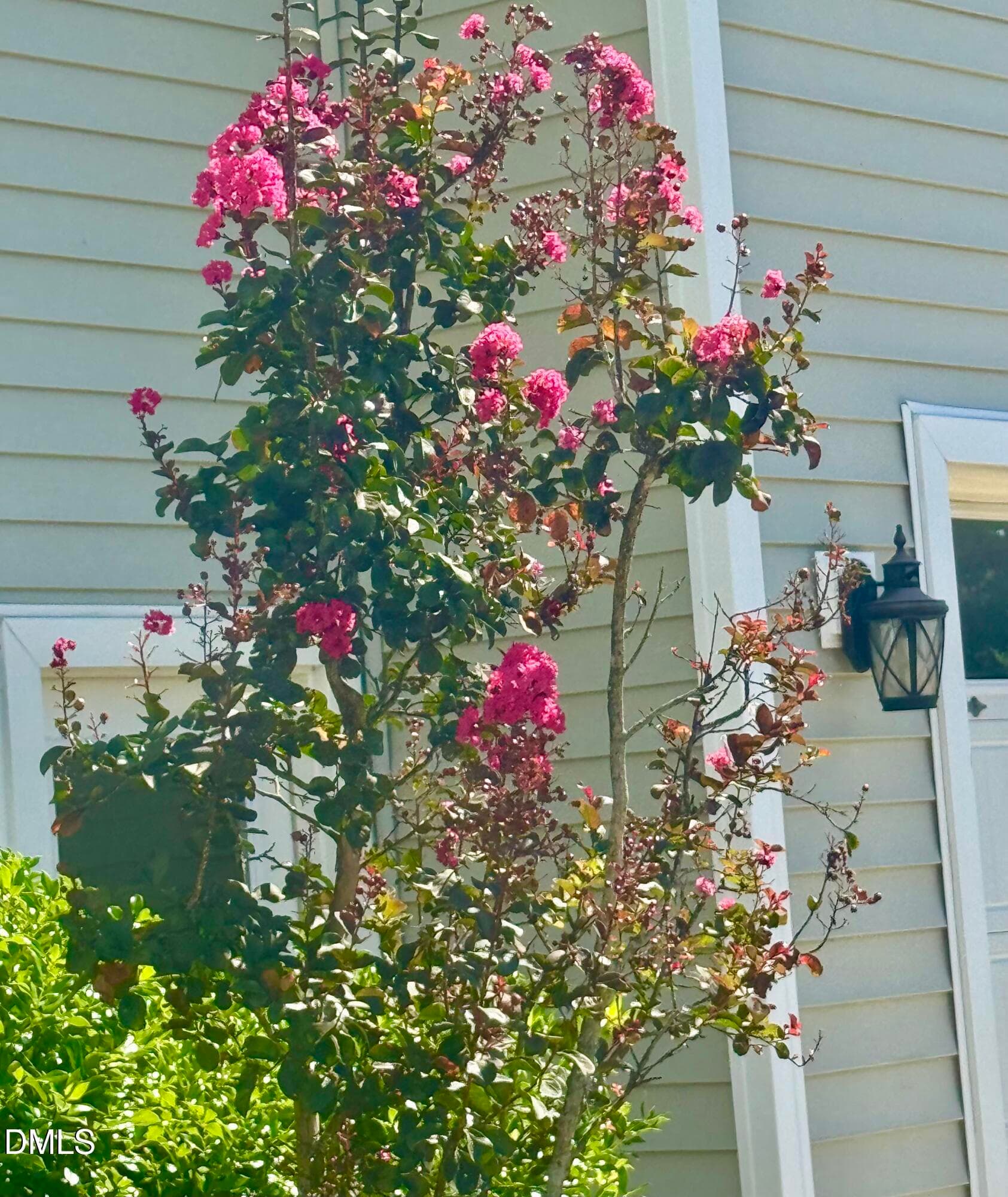 pic crepe myrtle - 136 Kenneth Lane, Willow Springs, NC 27592, Willow Springs