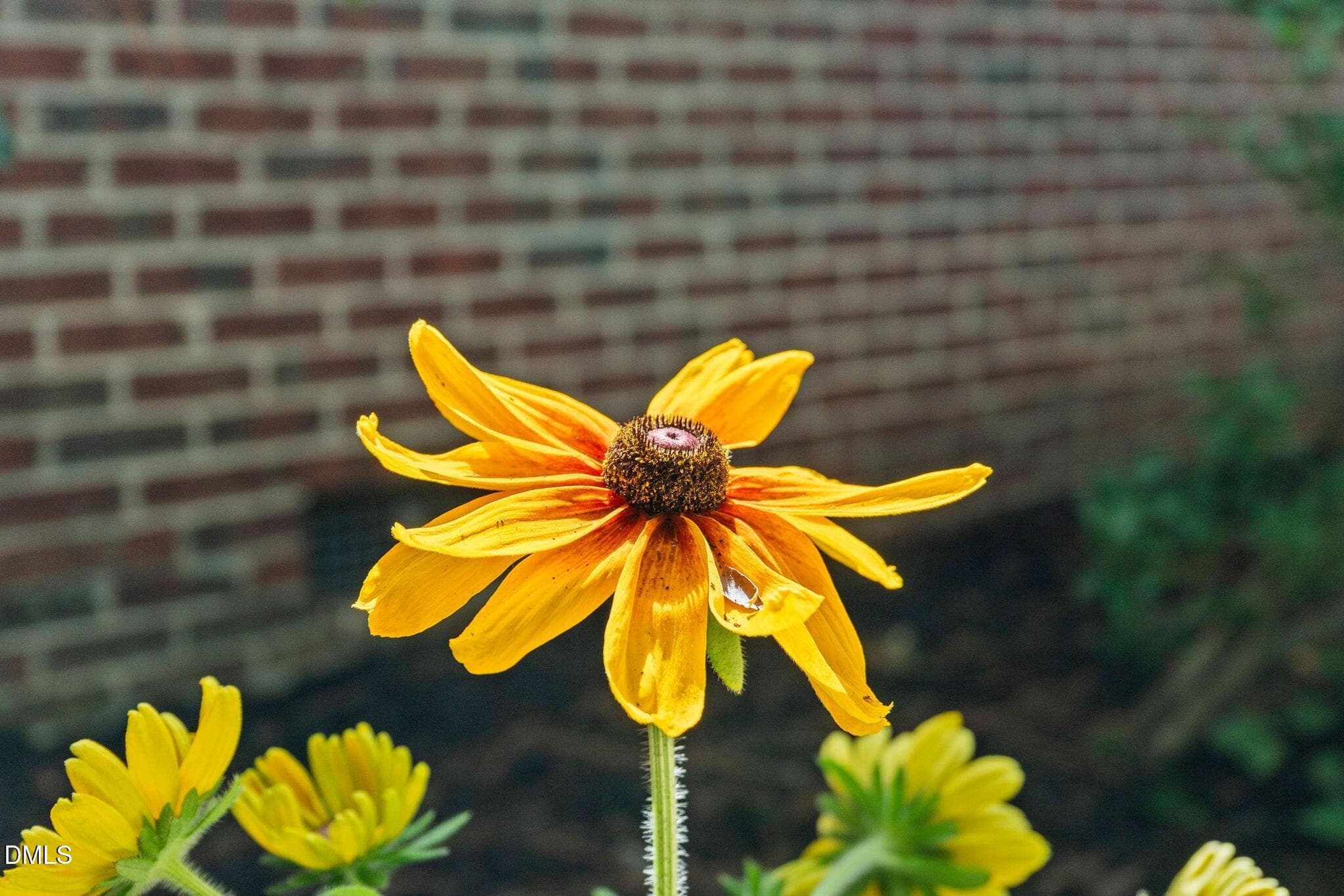 8_DSC05456 - 3405 Marietta Court, Raleigh, NC 27612, Raleigh
