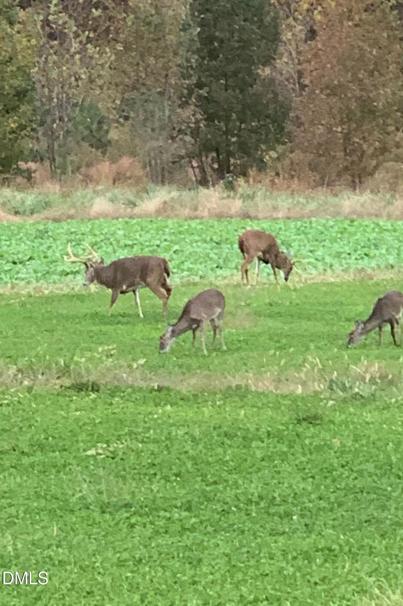 deer - 6056 Hobgood Road, Rougemont, NC 27572, Rougemont