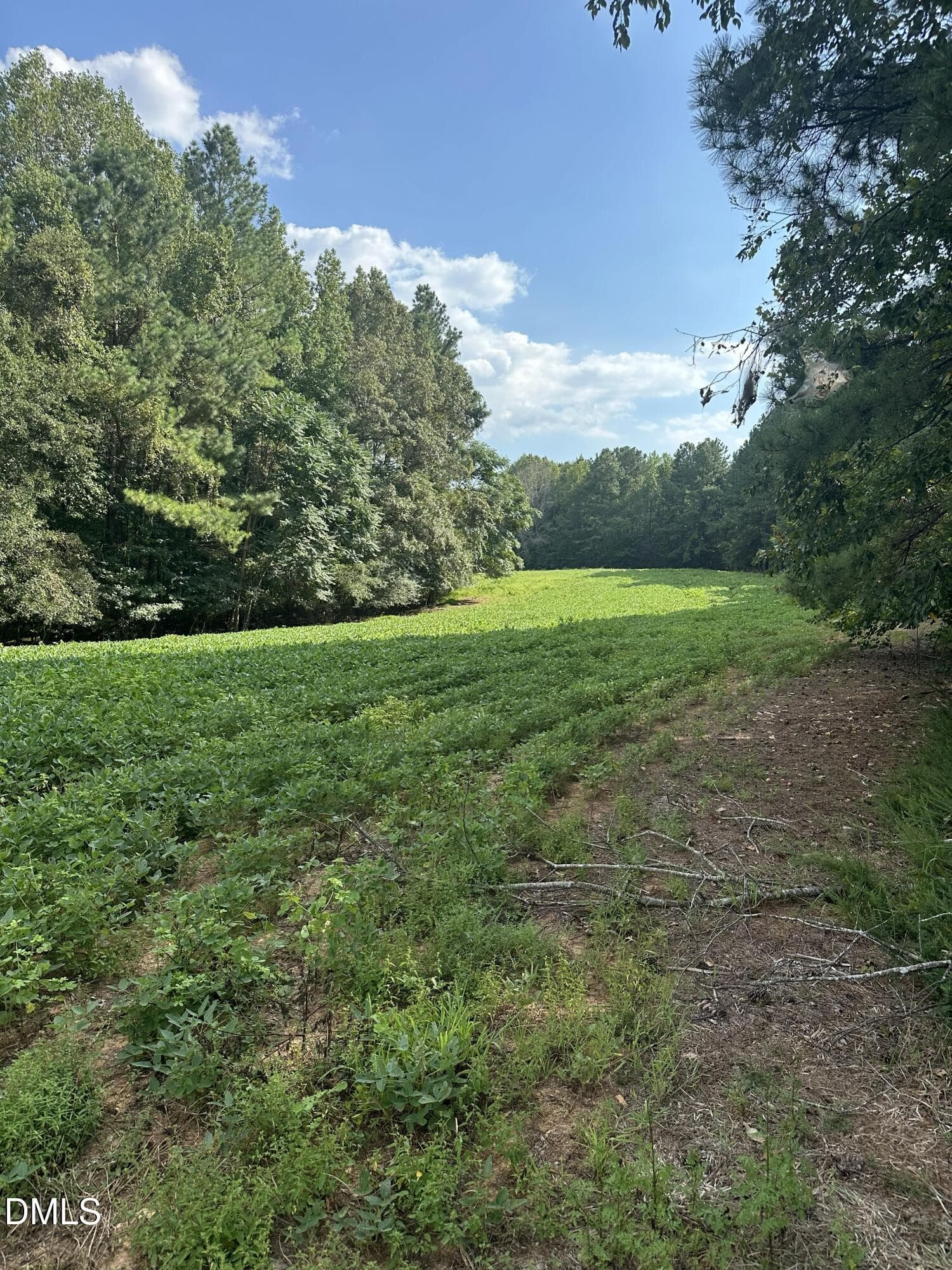 IMG_3320 - 6056 Hobgood Road, Rougemont, NC 27572, Rougemont