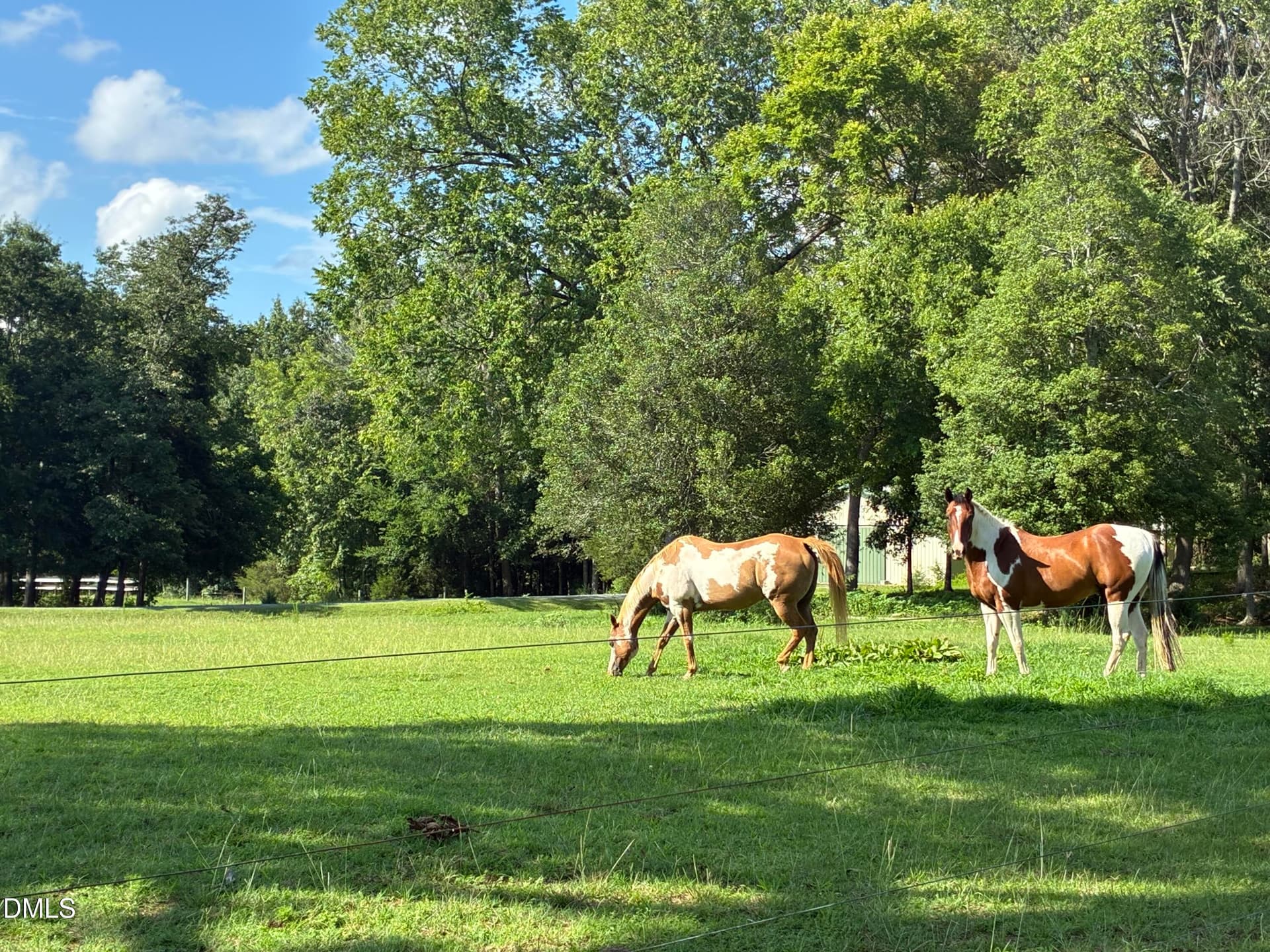 Pasture with horse friends - 6967 Garrett Store Road, Liberty, NC 27298
