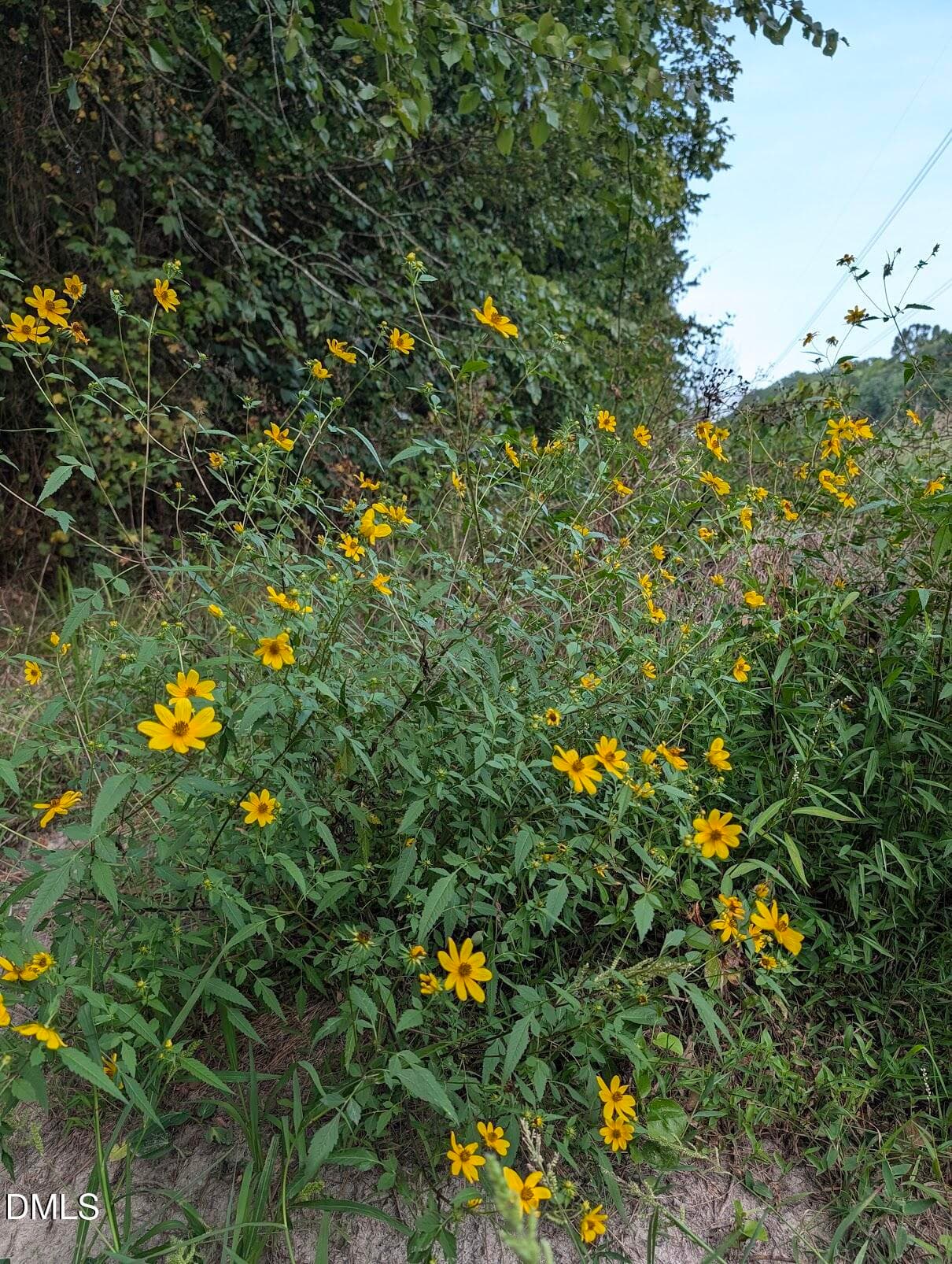 Native Sunflowers - 145 Talicud Trail, Apex, NC 27539