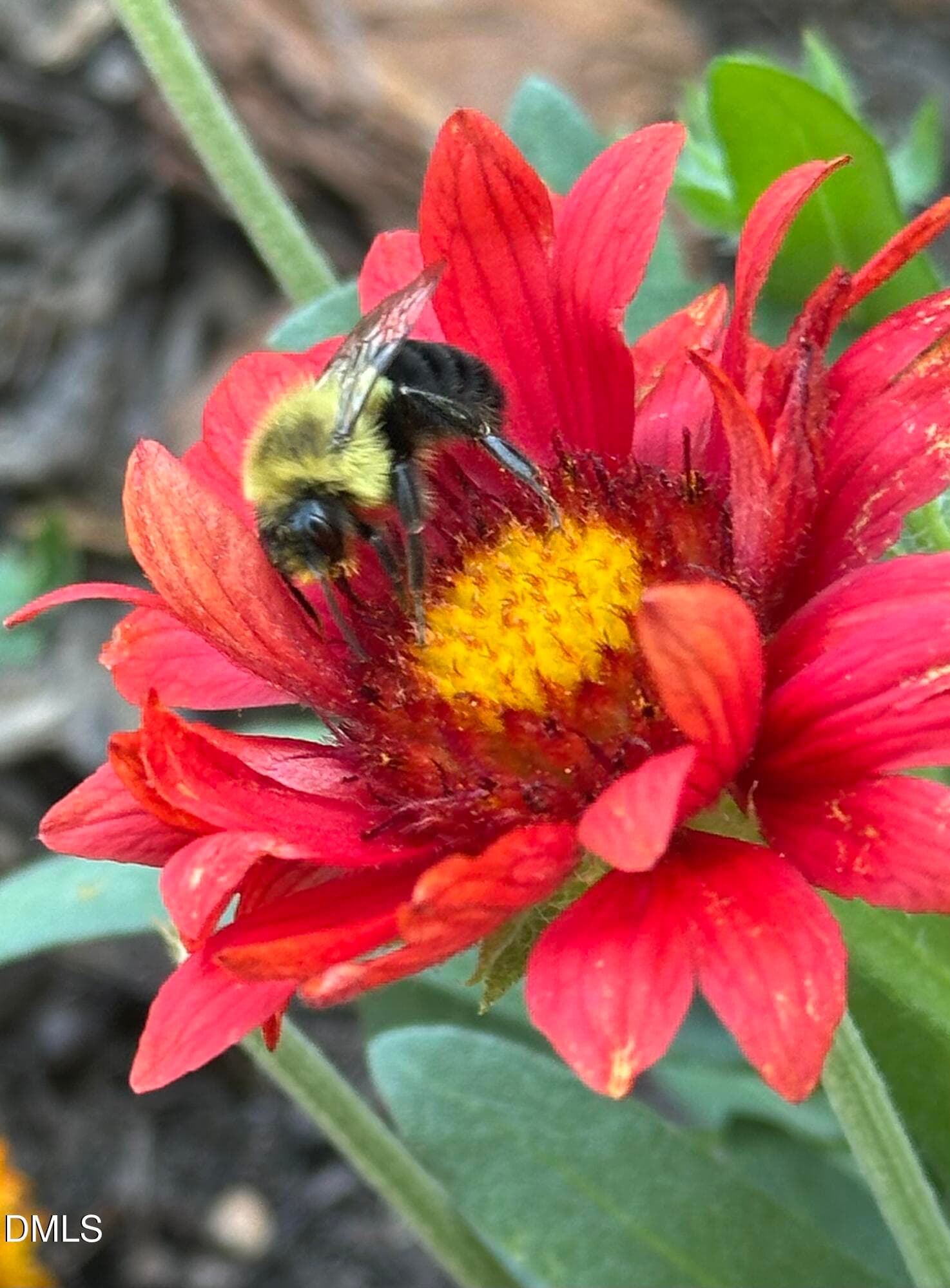 Bumble Bee - 632 Whitt Town Road, Roxboro, NC 27574