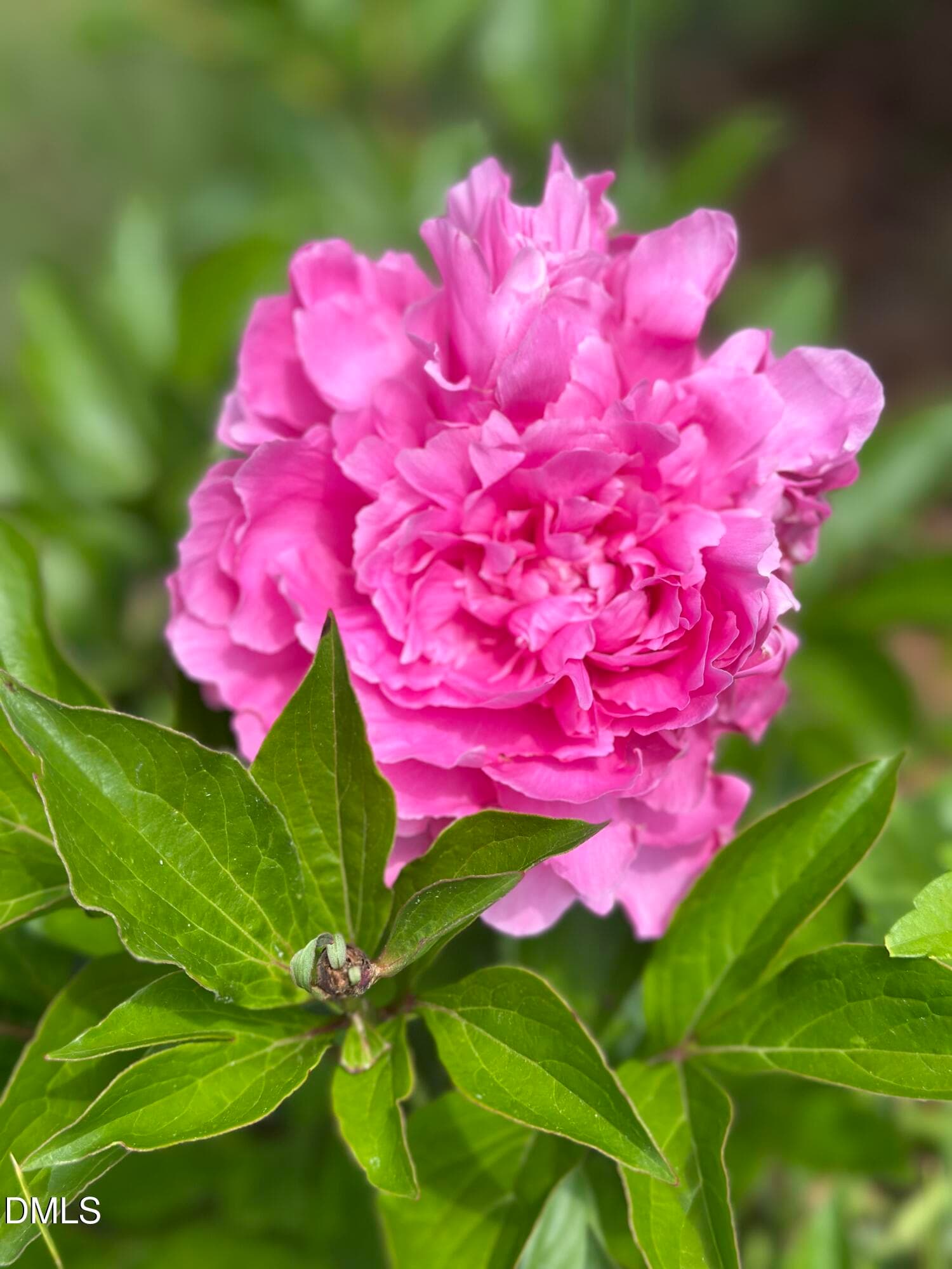 Purple Flower - 632 Whitt Town Road, Roxboro, NC 27574