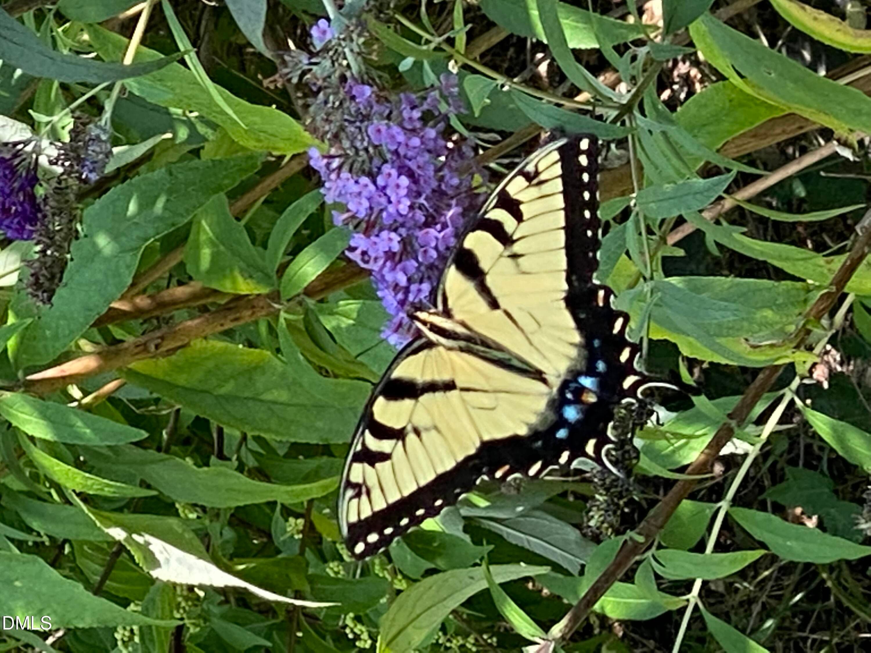 Yellow Butterfly 2 - 632 Whitt Town Road, Roxboro, NC 27574