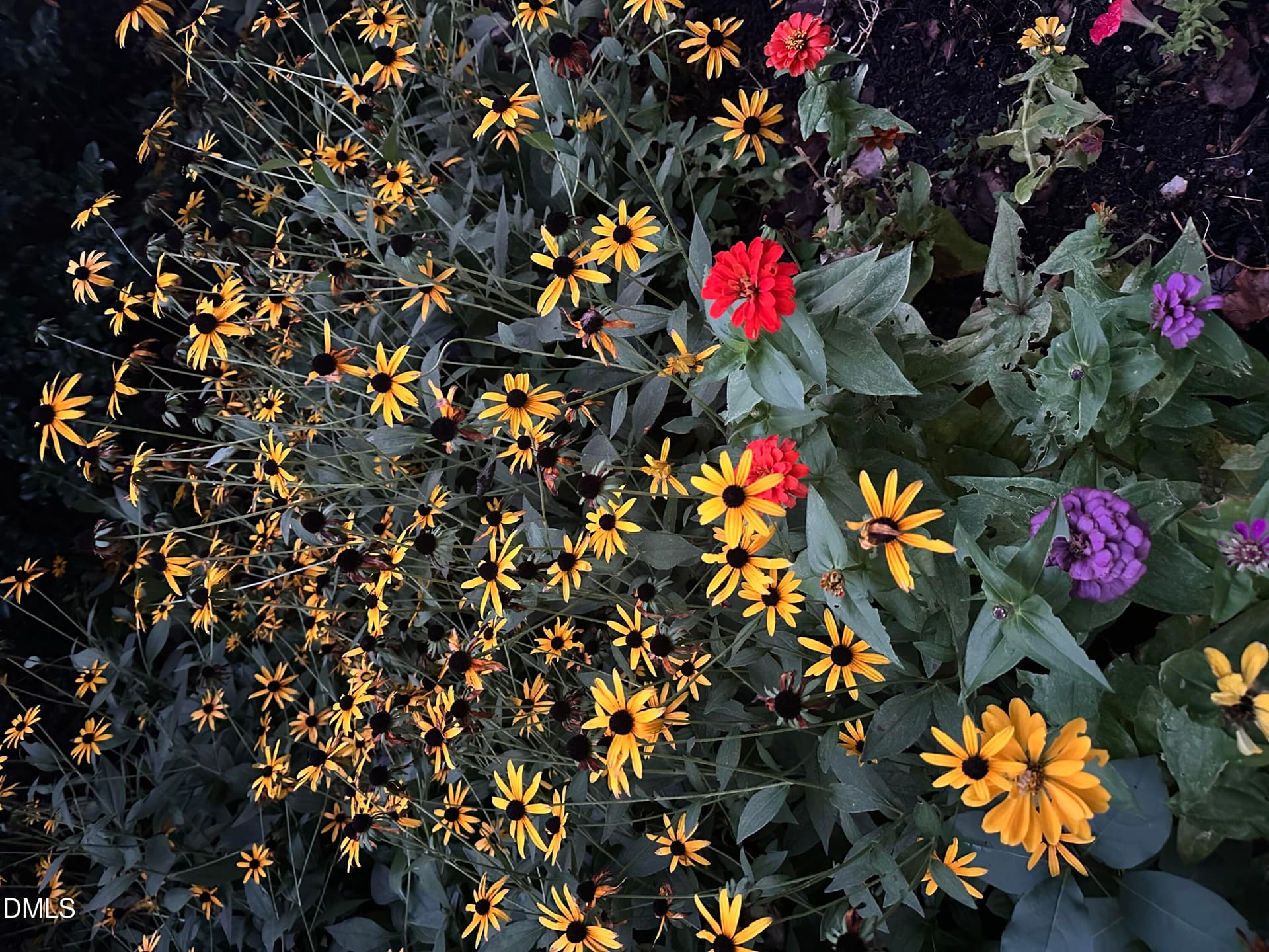 Yellow-Red-Purple flowers - 632 Whitt Town Road, Roxboro, NC 27574