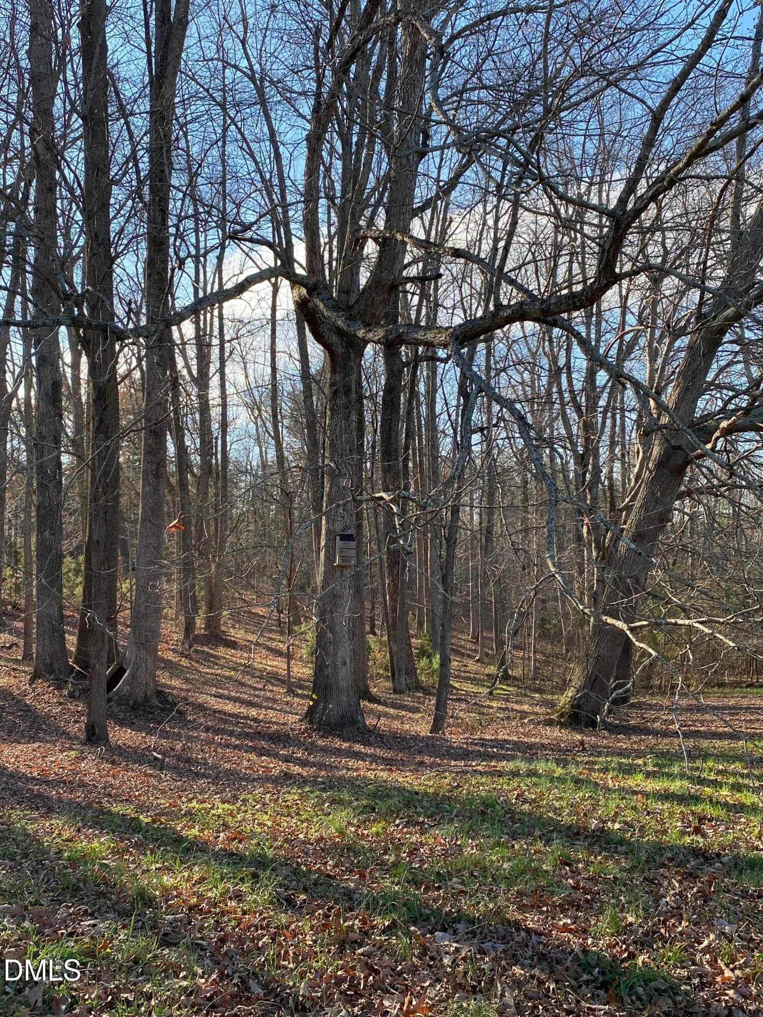 Majestic Tree - 632 Whitt Town Road, Roxboro, NC 27574