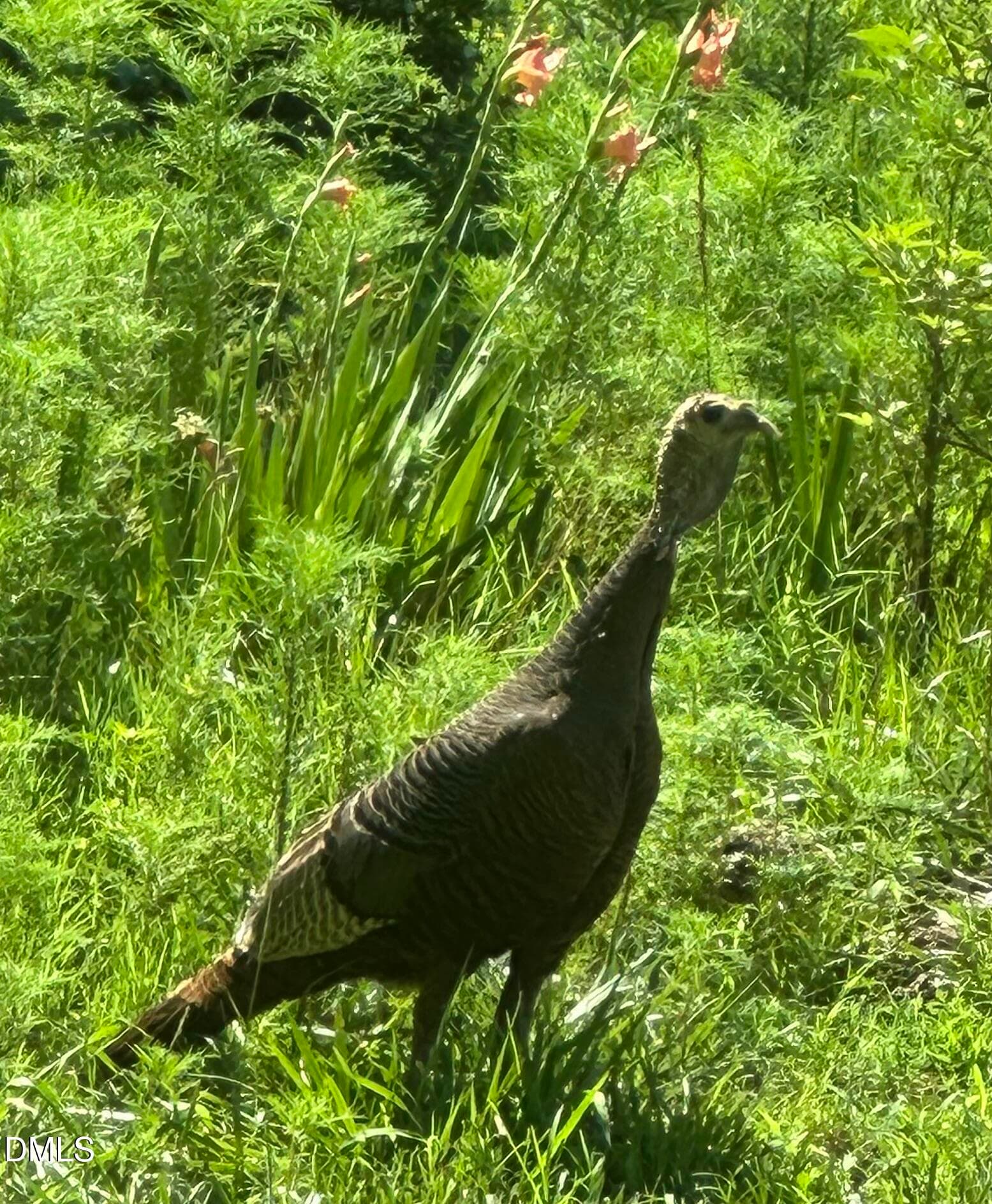 Wild Turkey - 632 Whitt Town Road, Roxboro, NC 27574