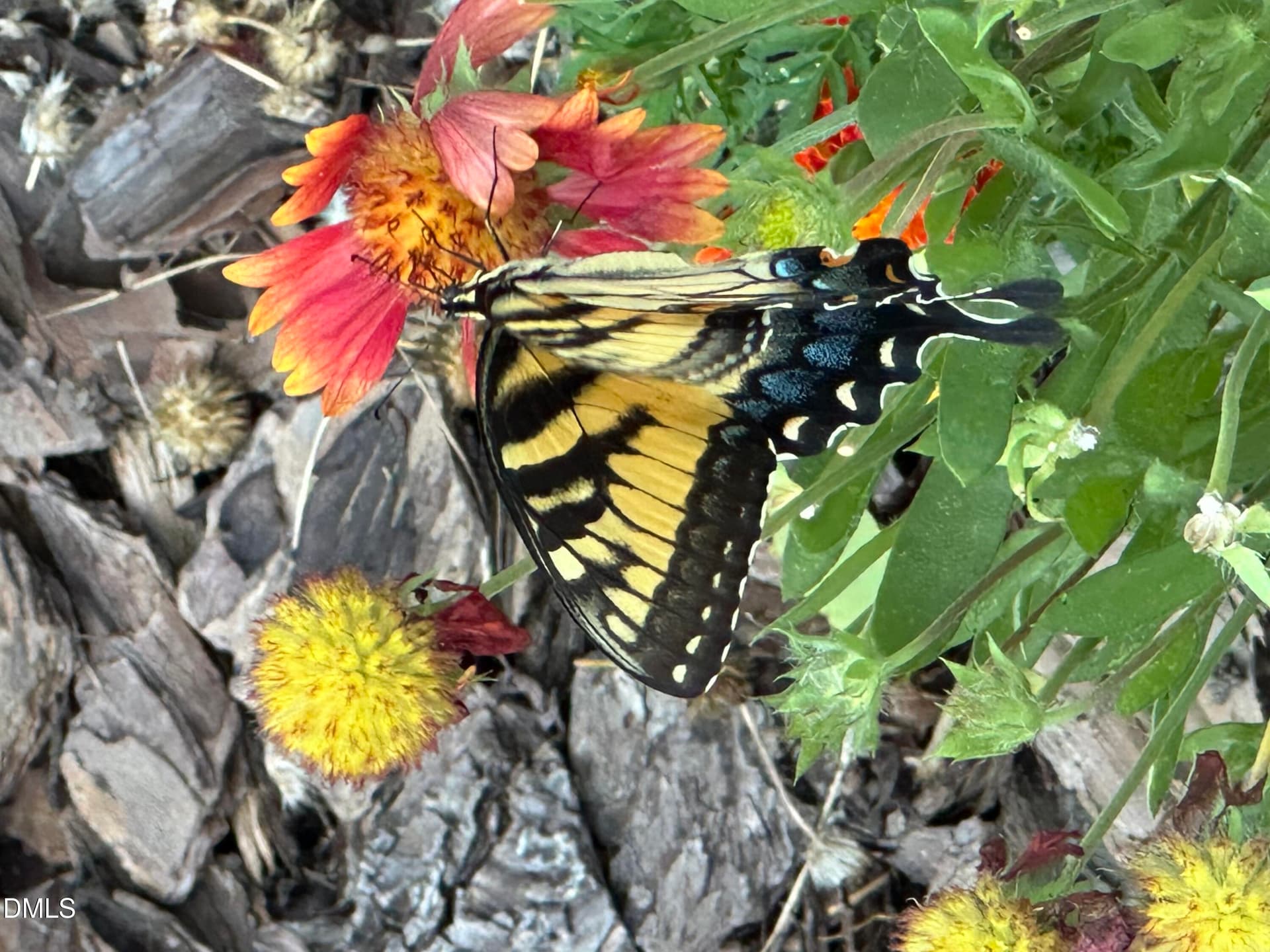 Yellow Butterfly 4 - 632 Whitt Town Road, Roxboro, NC 27574