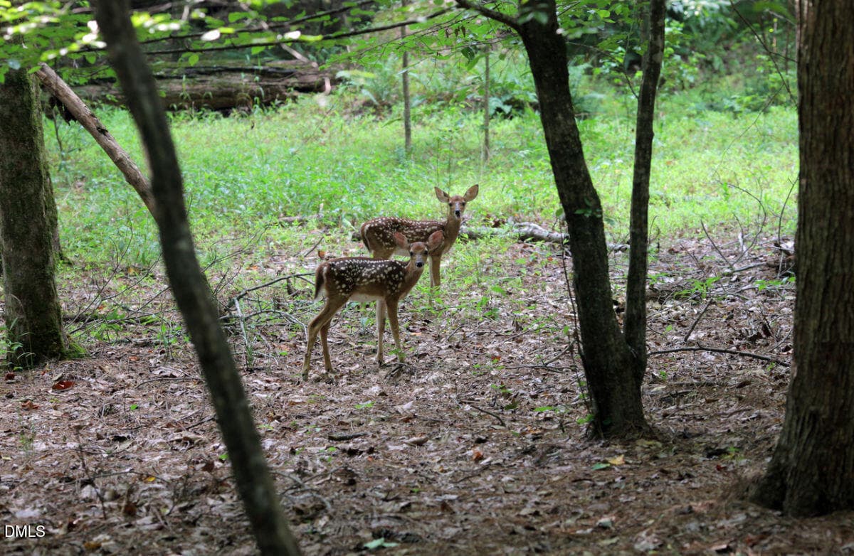 Umstead Park - 8607 Stonechase Drive, Raleigh, NC 27613