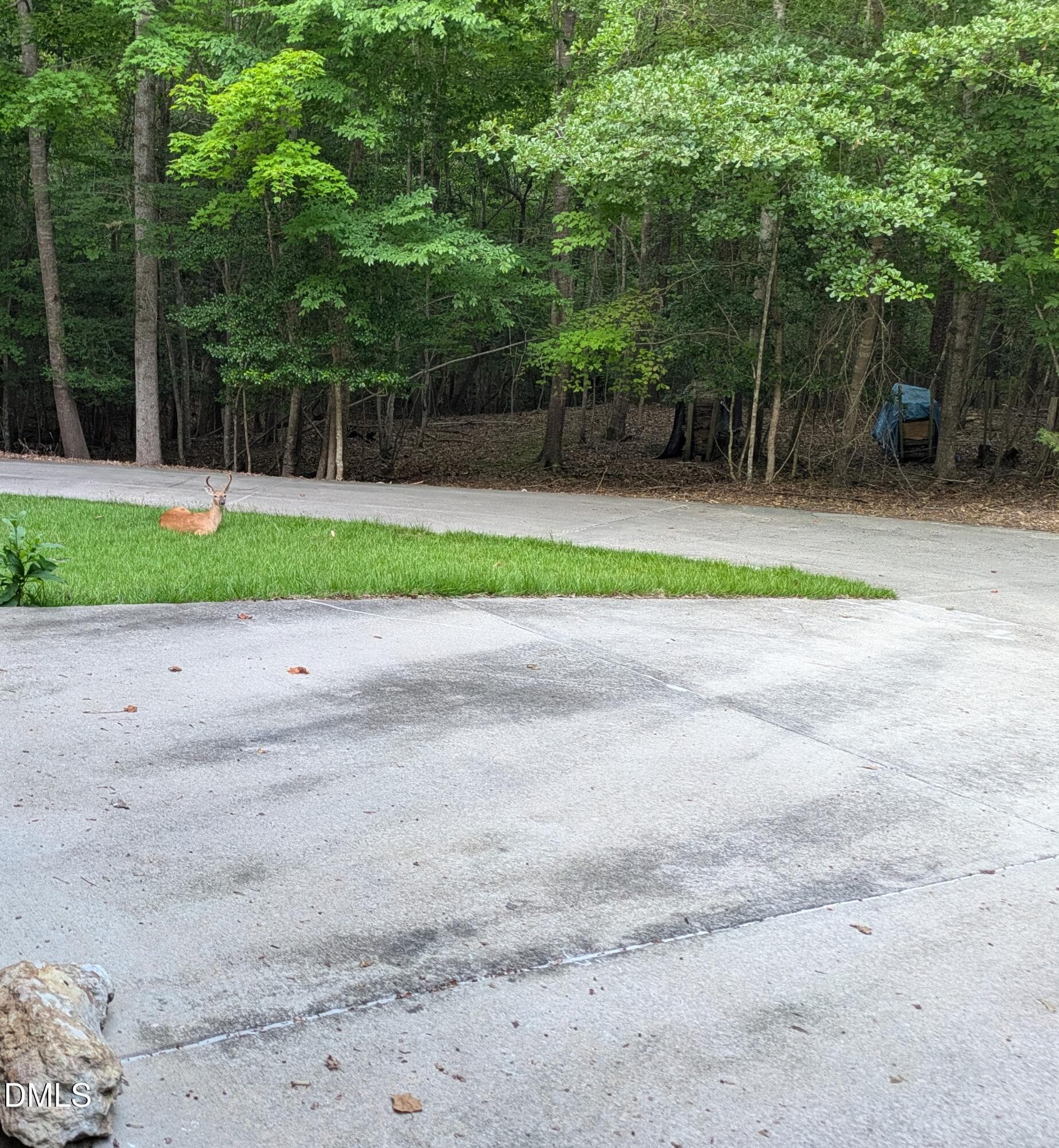 Buck in grass - 1105 Erins Way Lane, Raleigh, NC 27614
