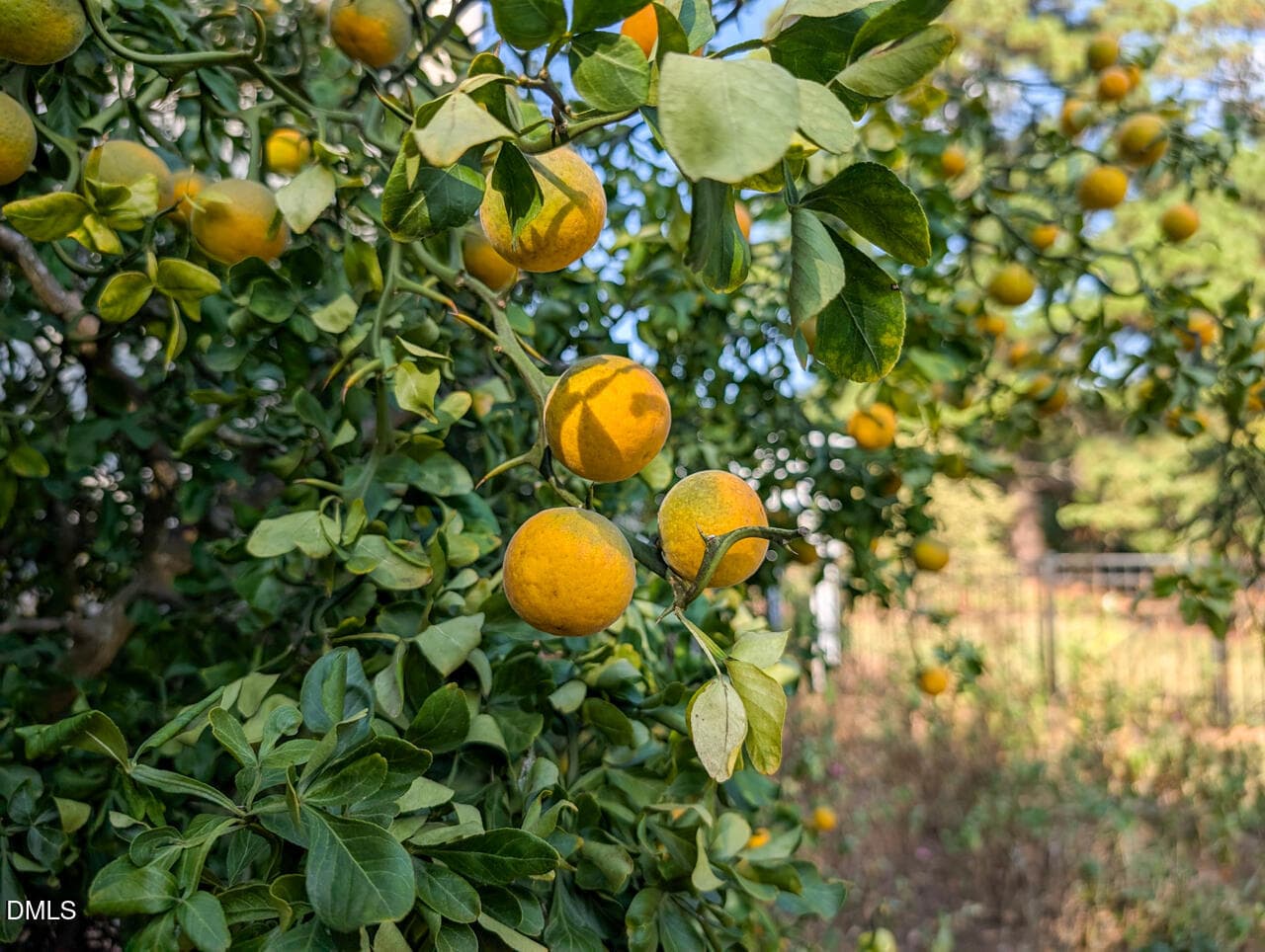 Fruit tree - 2549 Whippletree Drive, Raleigh, NC 27603