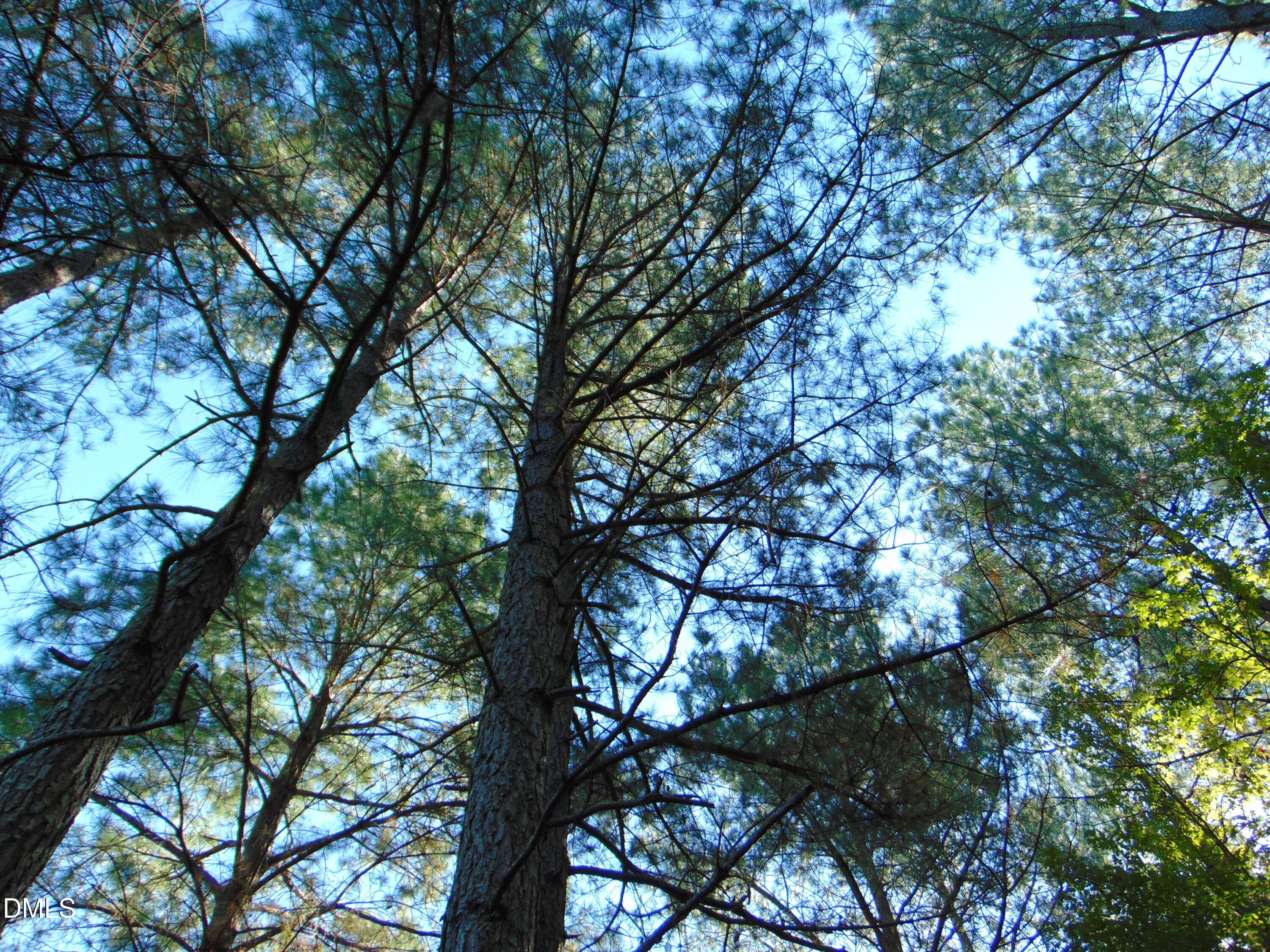 DSC01643 - 0 County Home Rd., Yanceyville, NC 27379
