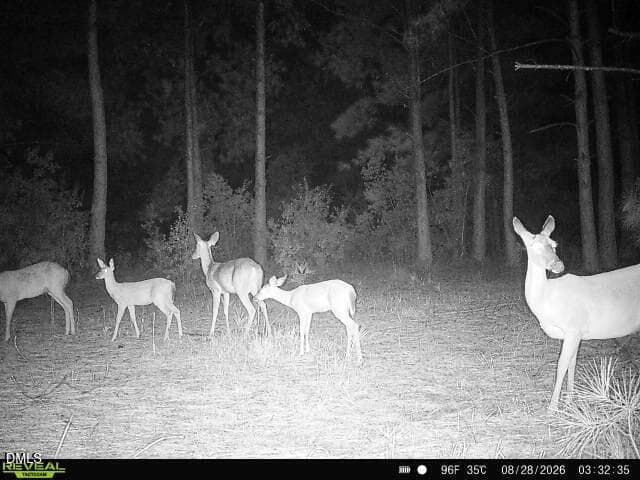 Deer - 50 Cutoff Road, Dunn, NC 28334, Dunn