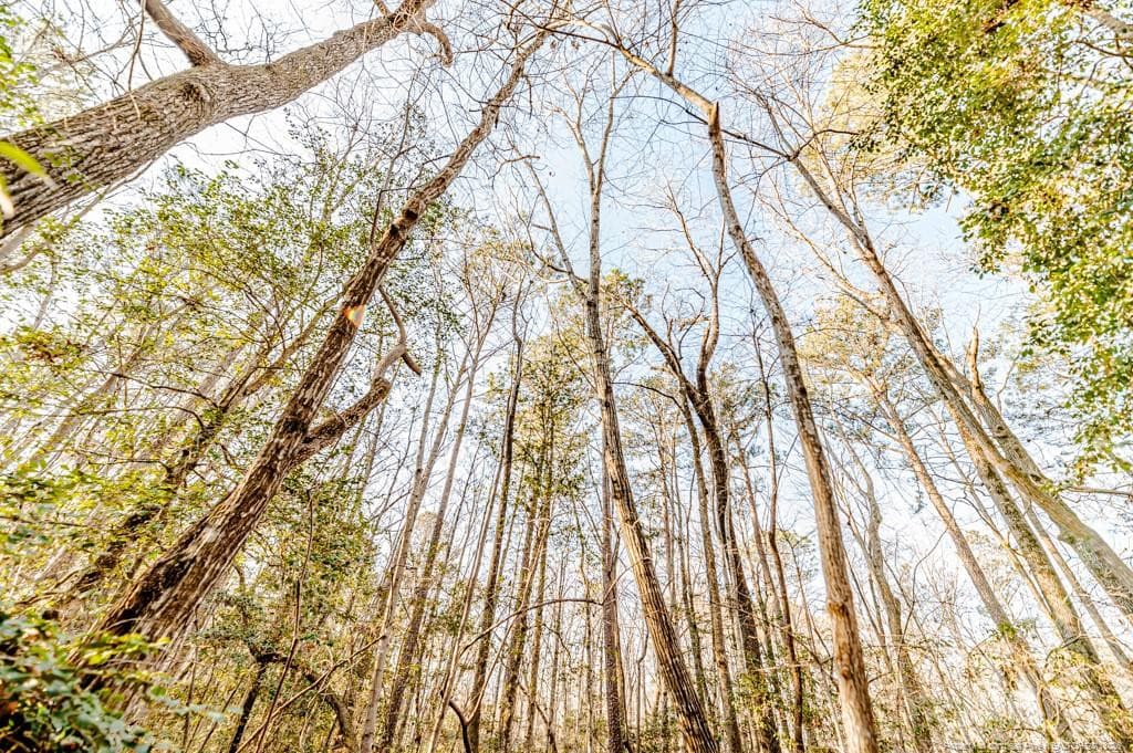 Canopy View - 2028 Long Point Trail, Sanford, NC 27332