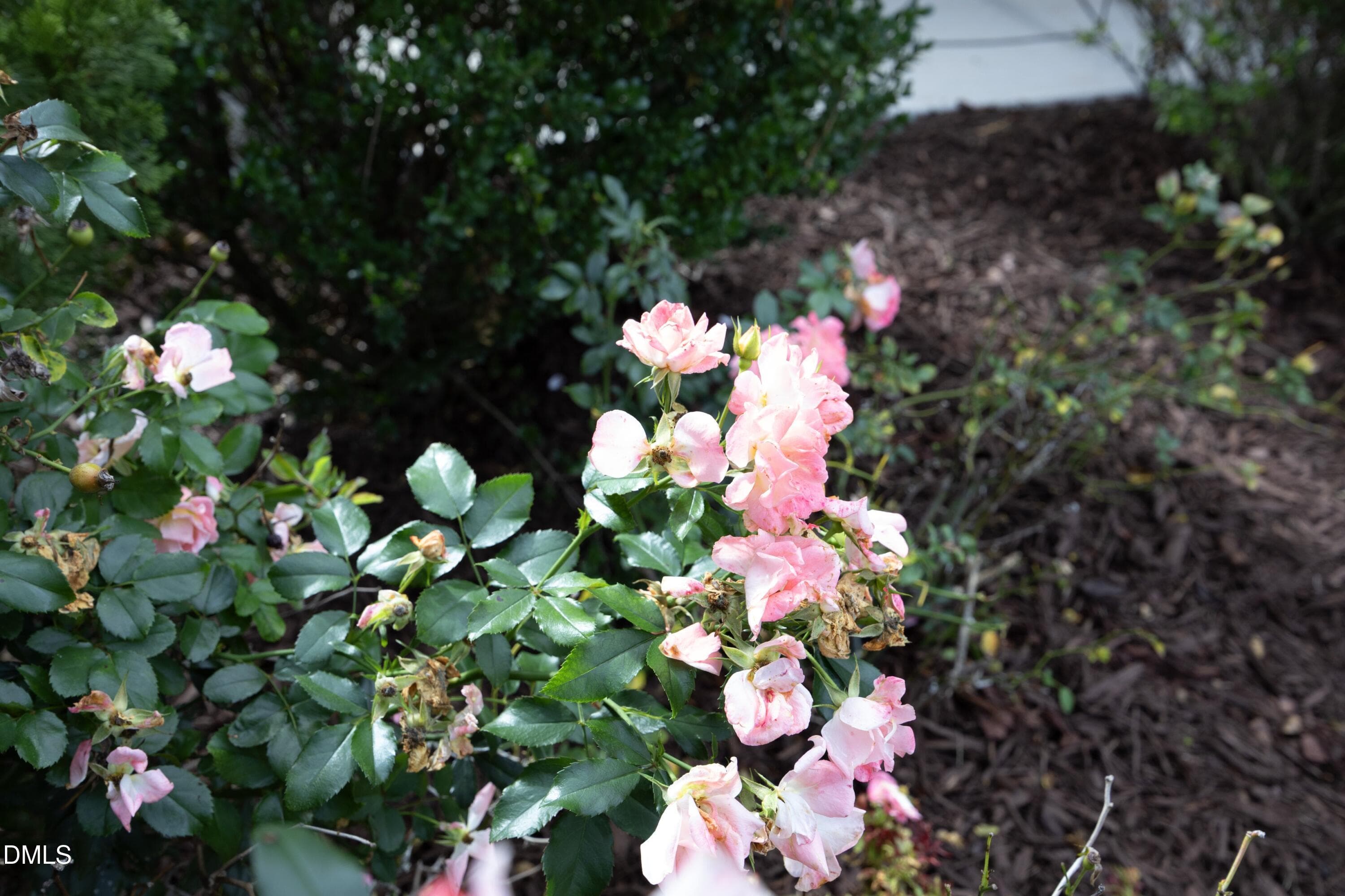 Landscaping - 2904 Long Meadow Lane, Durham, NC 27703