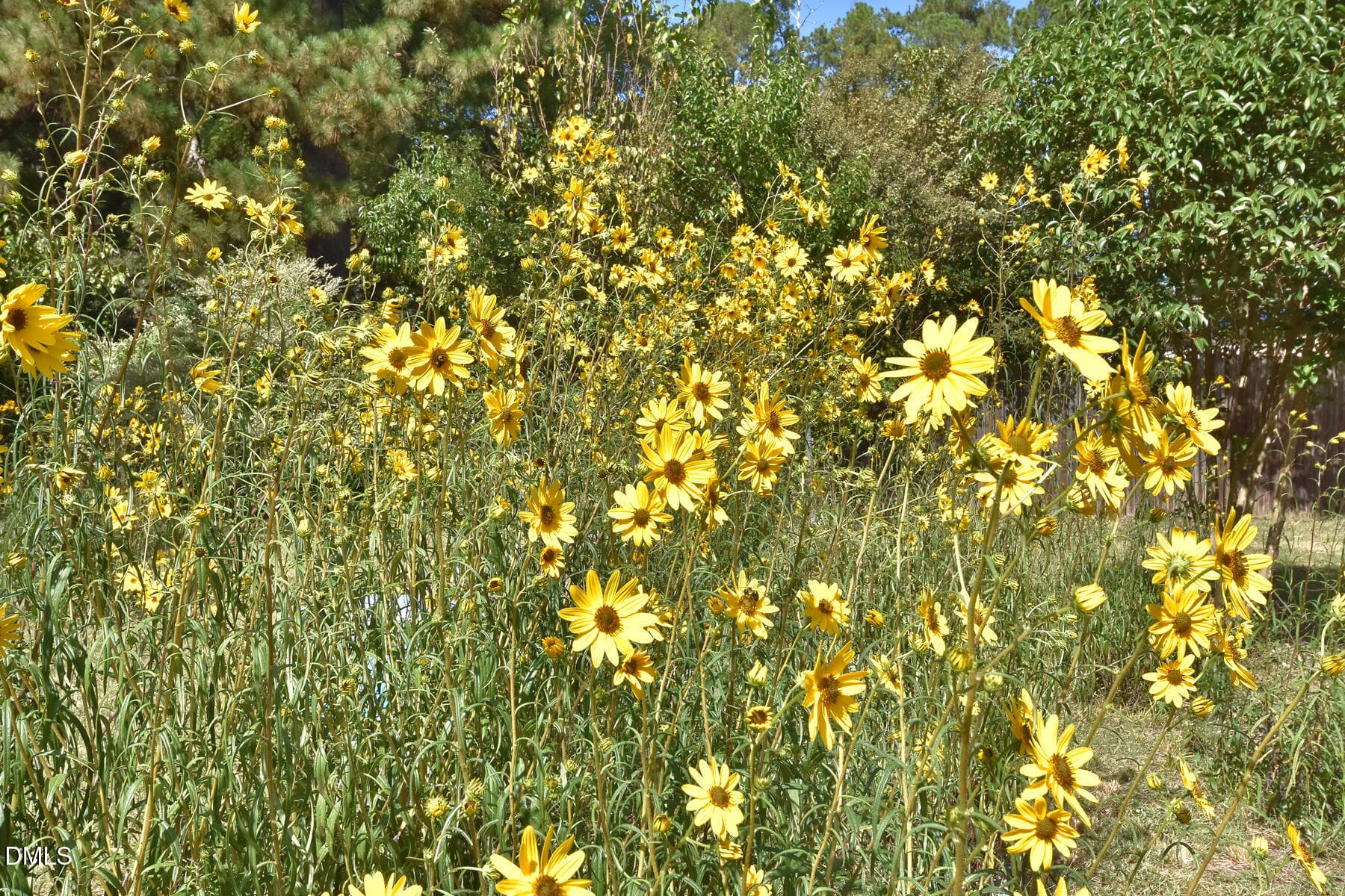 24- Swamp or Narrow Leaf Sunflowers - 2907 Broad Street, Durham, NC 27704