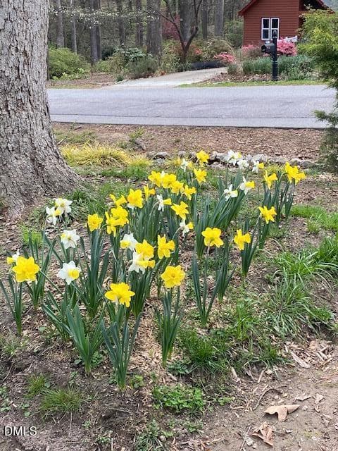 Kingston Ridge flowers 2 - 1302 Kingston Ridge Road, Cary, NC 27511, Cary