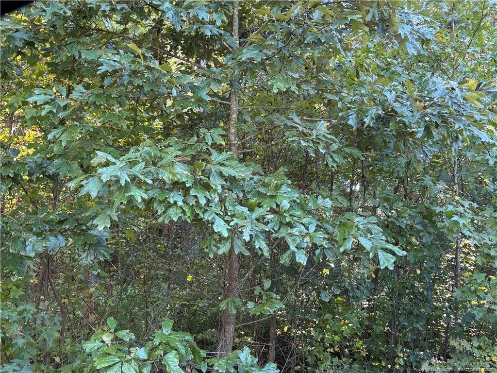 Photo 18 - Lynx Lane, Hobgood, NC 27874
