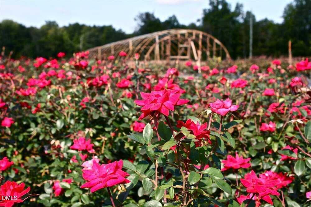McLamb Nursery - 491 Highview Drive 20, Benson, NC 27504, Benson