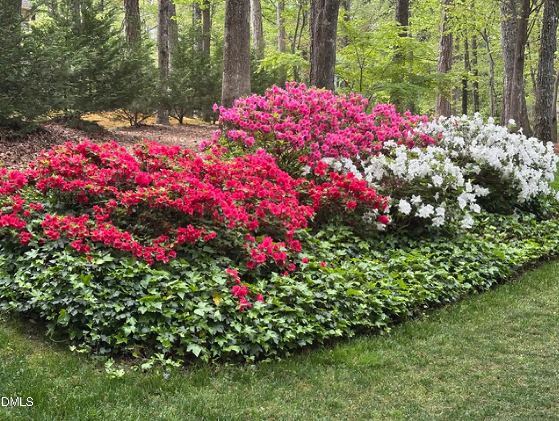 Spring Brings Azelea Bloomss - 1504 Primrose Lane, Cary, NC 27511