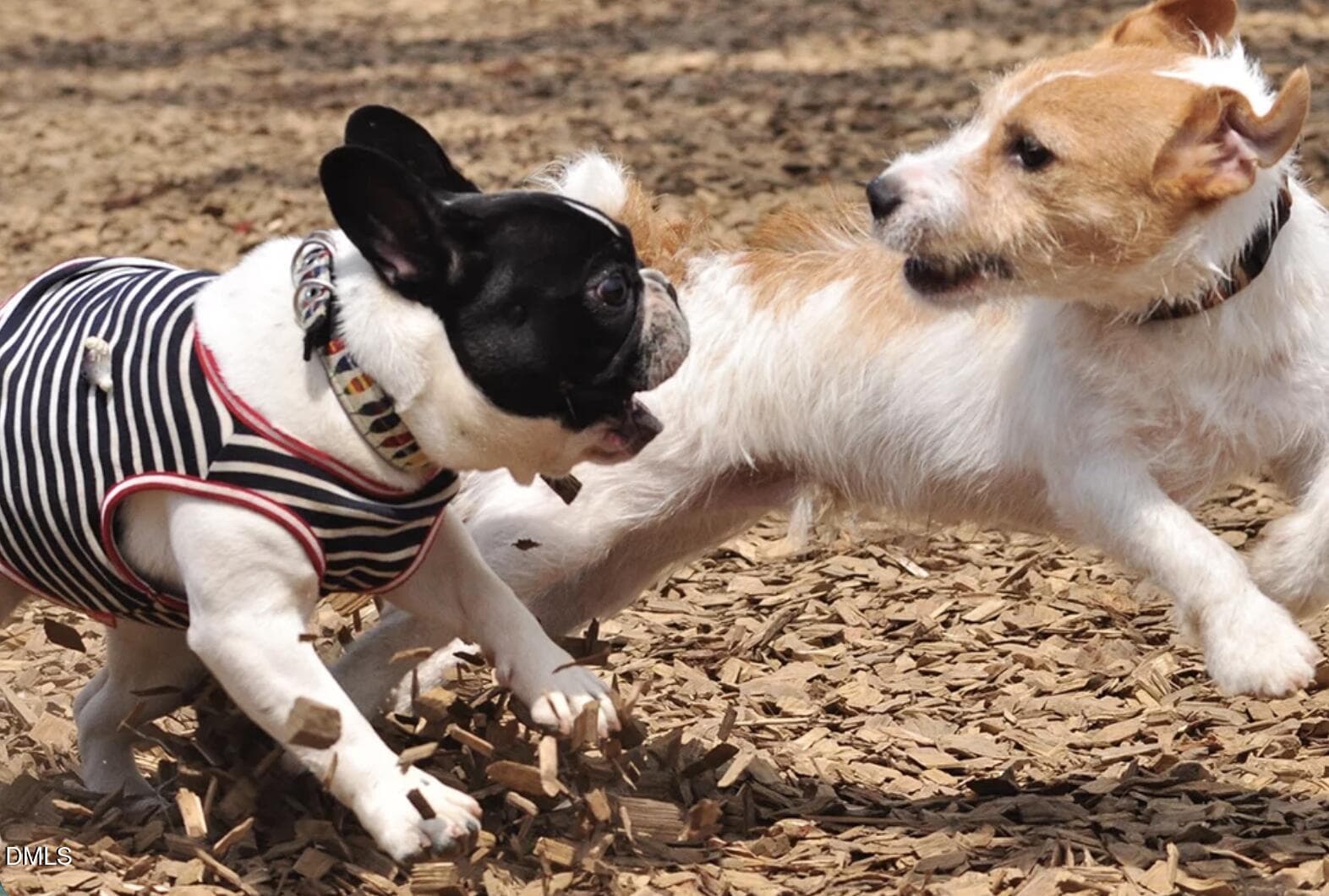 Dog Park - 9180 Dupree Mdw Drive, Angier, NC 27501, Angier