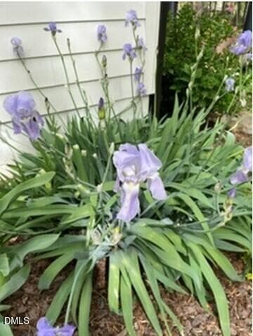 Iris Garden - 4230 Henderson Place, Pittsboro, NC 27312, Pittsboro