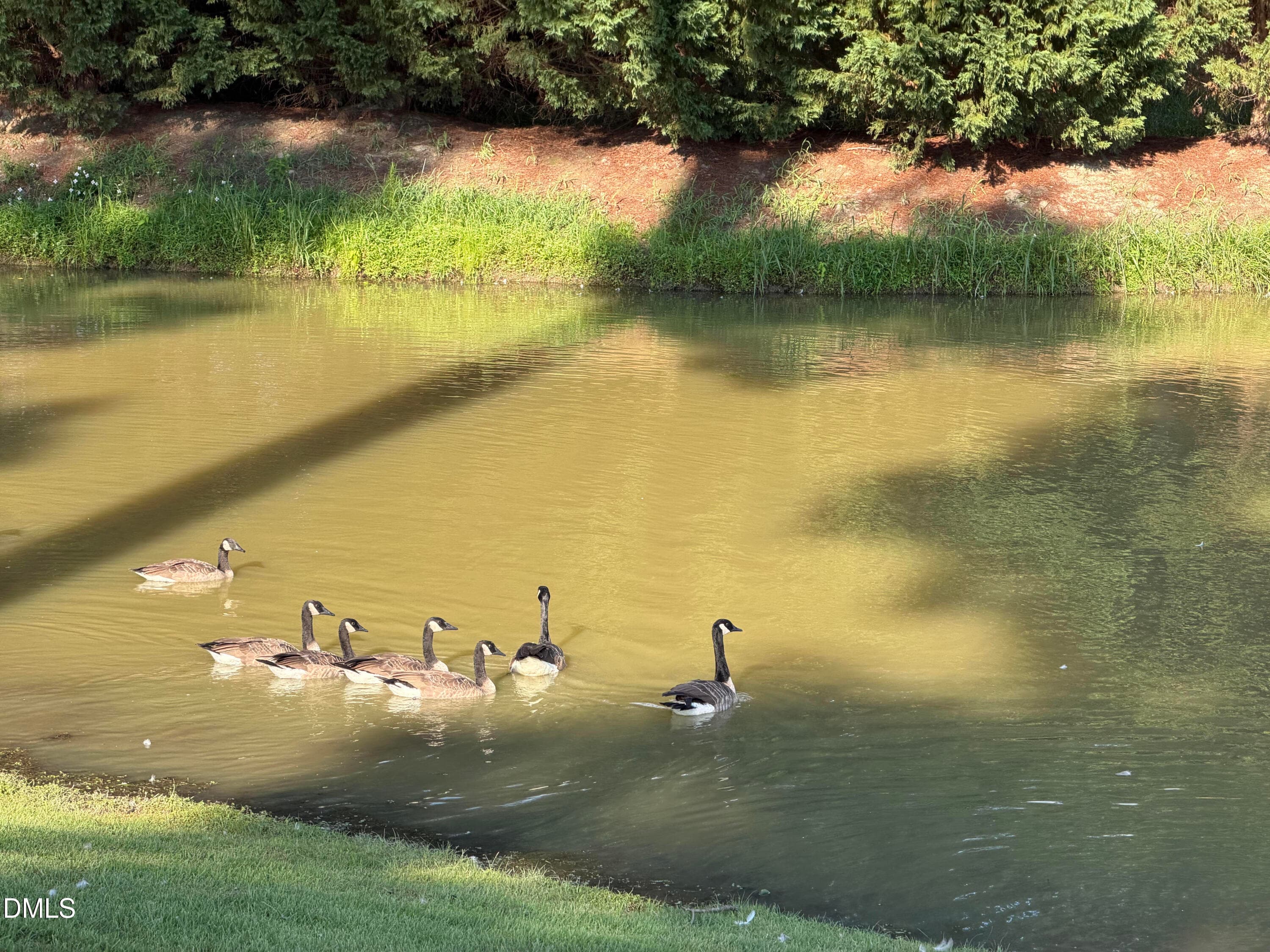 Community Pond 2 - 60 Tea Olive Court, Clayton, NC 27520, Clayton
