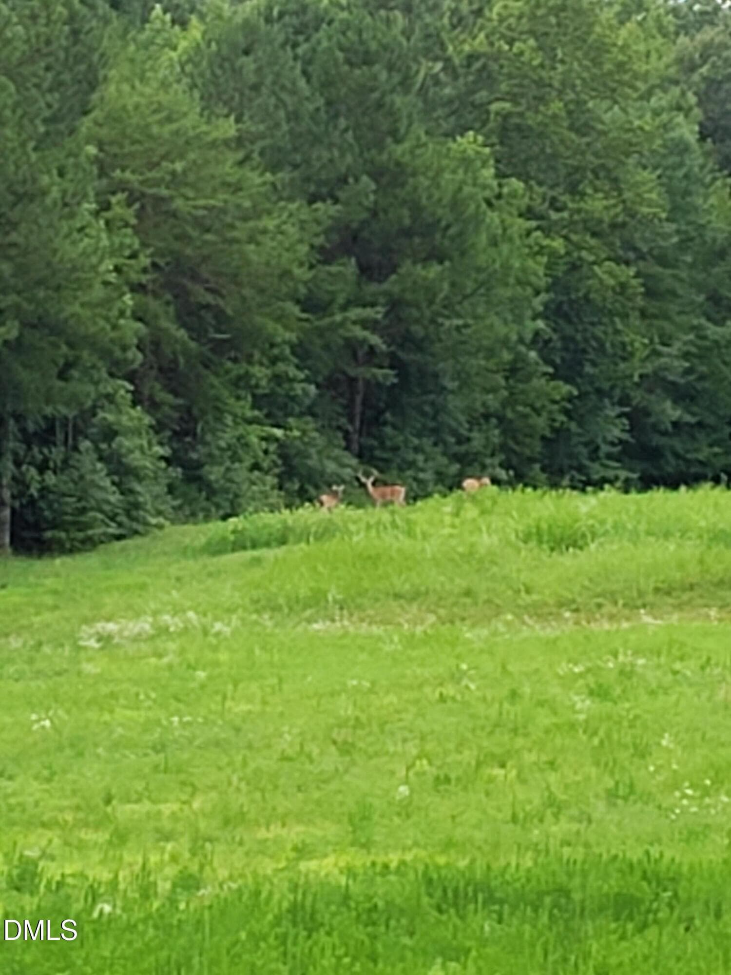 37-Deer - 2957 Doris Drive, Burlington, NC 27217